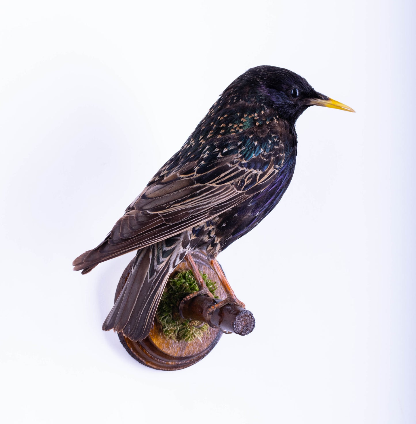 Support mural de taxidermie d'étourneau à vendre
