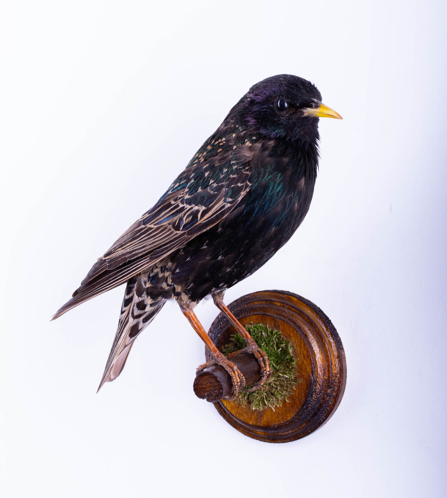 Support mural de taxidermie d'étourneau à vendre