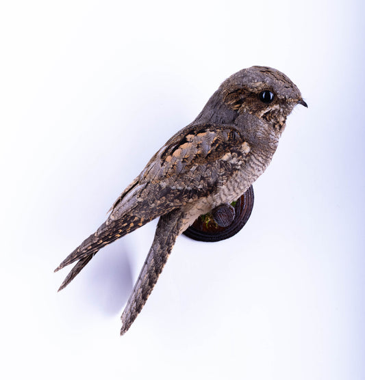 Nightjar Taxidermy Wall Mount For Sale