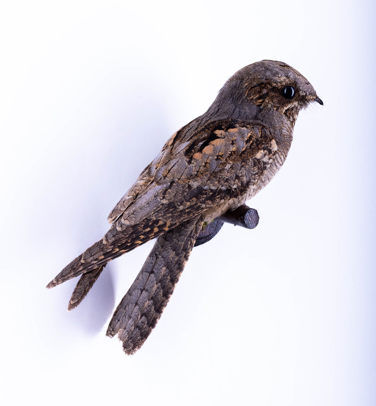 Nightjar Taxidermy Wall Mount For Sale