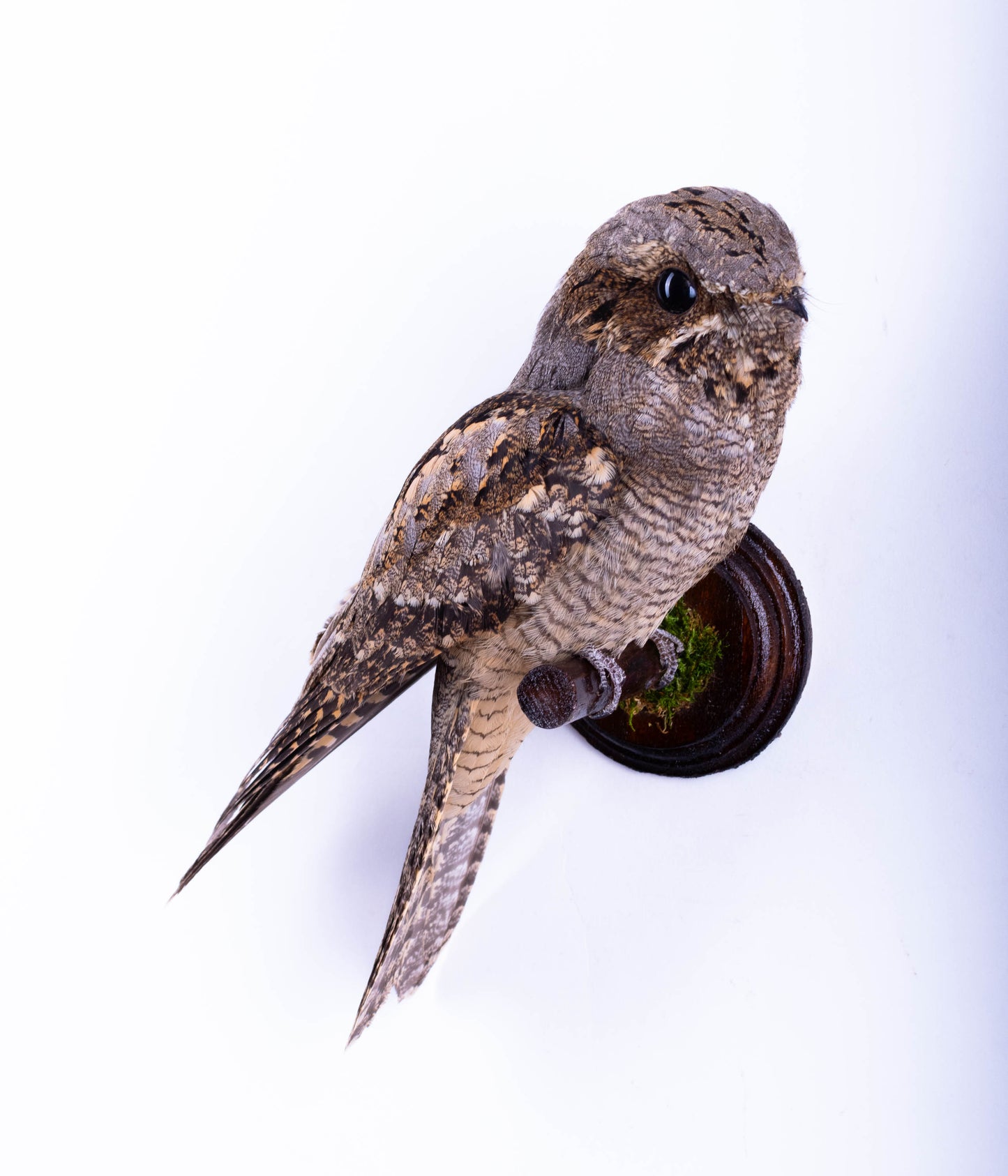 Nightjar Taxidermy Wall Mount For Sale