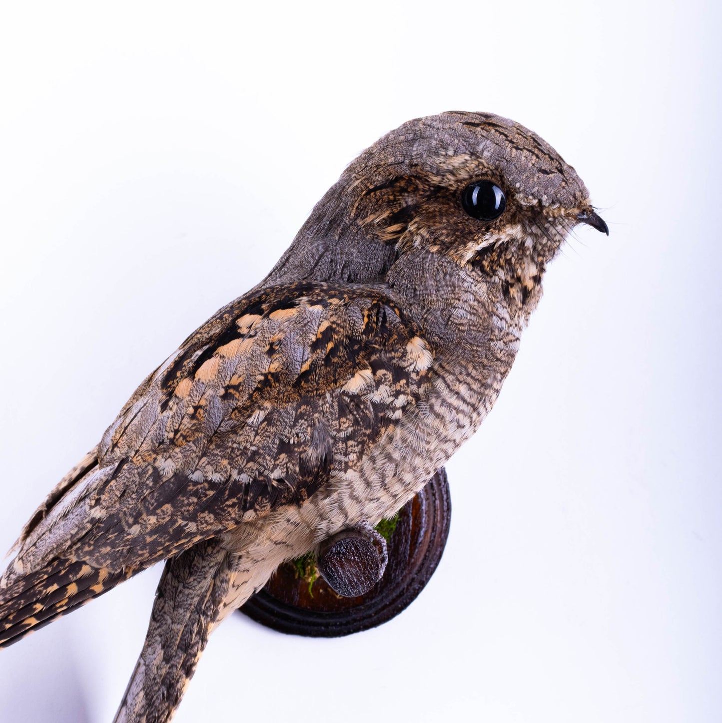 Nightjar Taxidermy Wall Mount For Sale