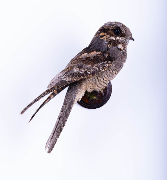Nightjar Taxidermy Wall Mount For Sale