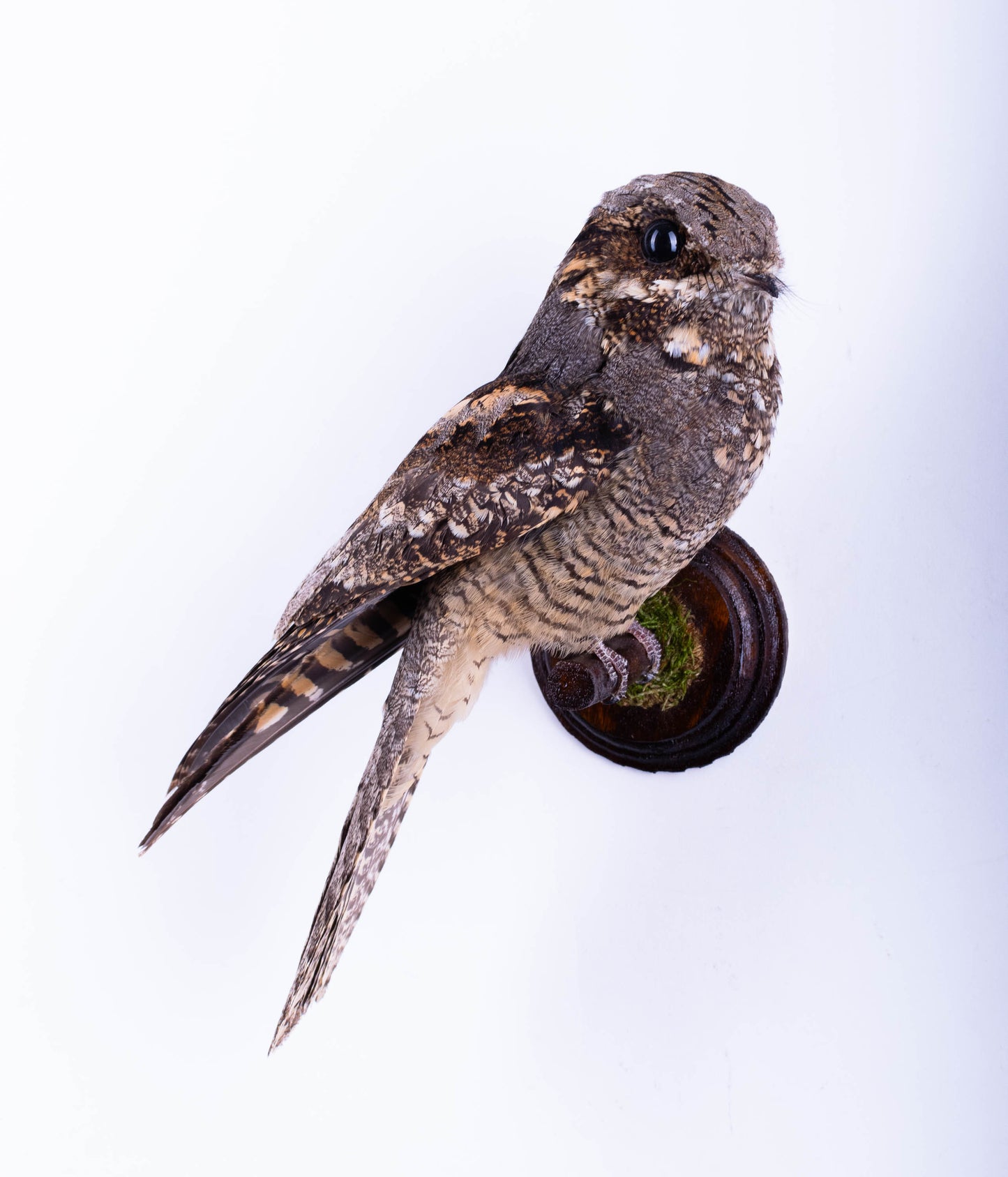 Nightjar Taxidermy Wall Mount For Sale