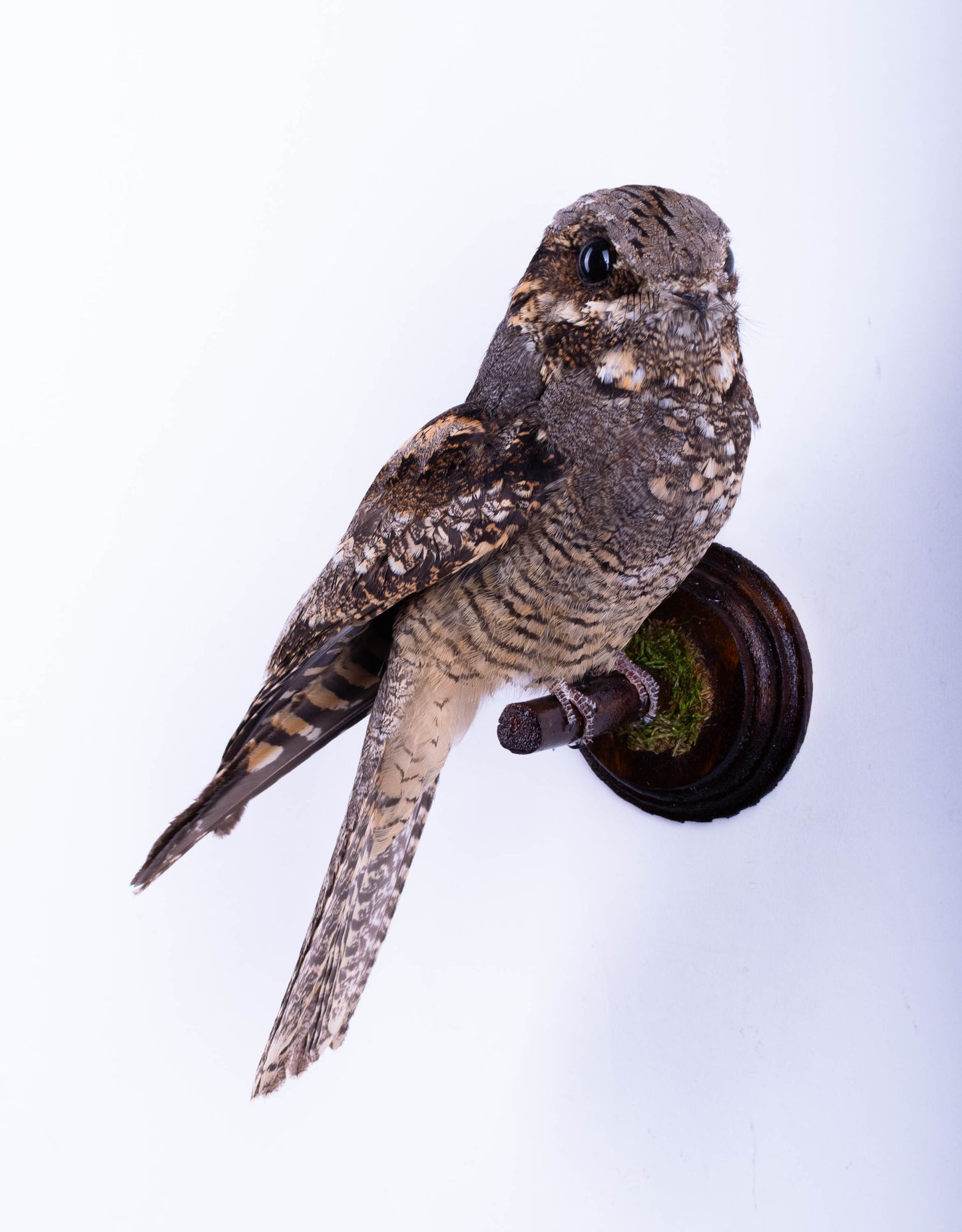 Nightjar Taxidermy Wall Mount For Sale
