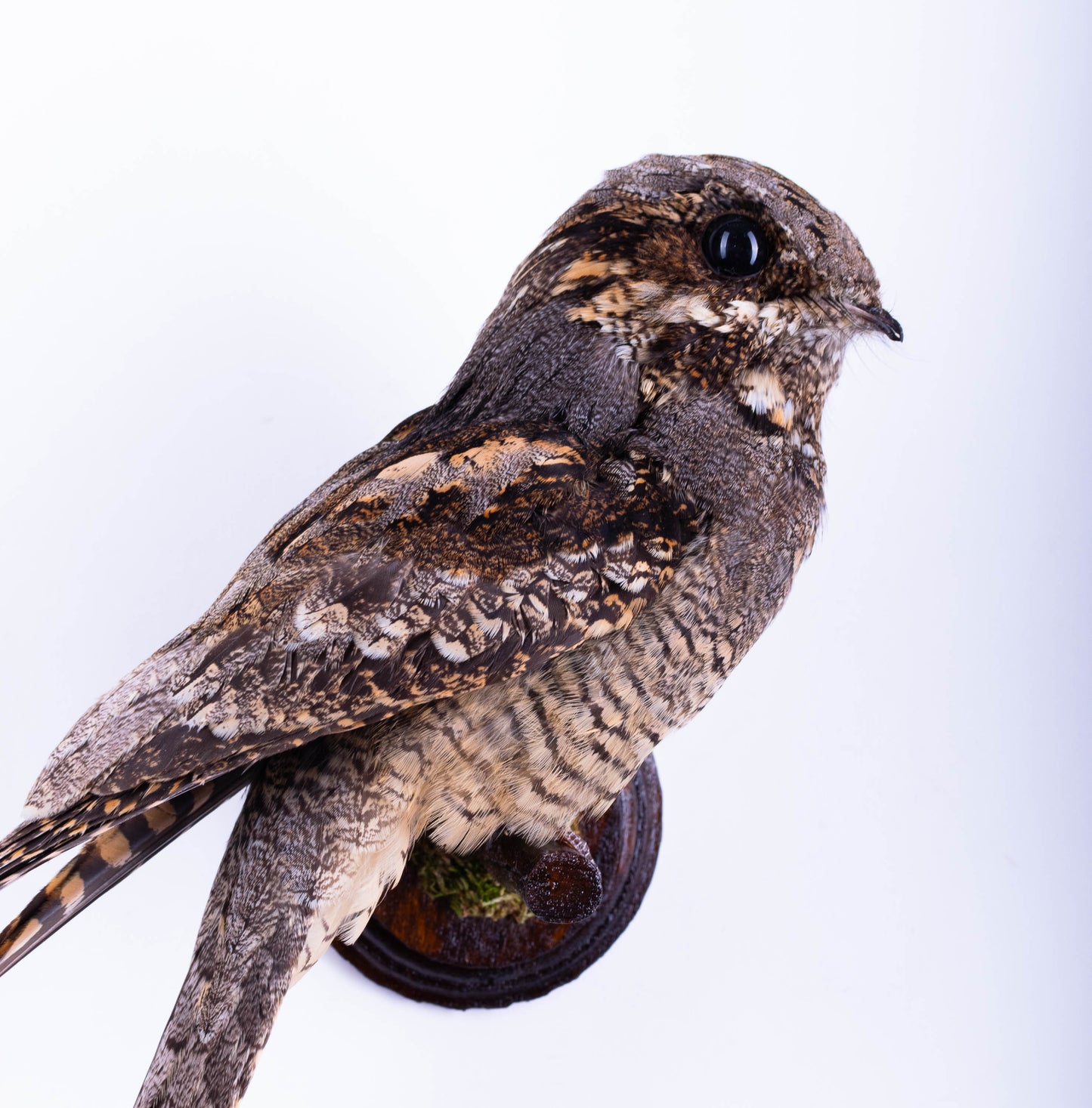 Nightjar Taxidermy Wall Mount For Sale