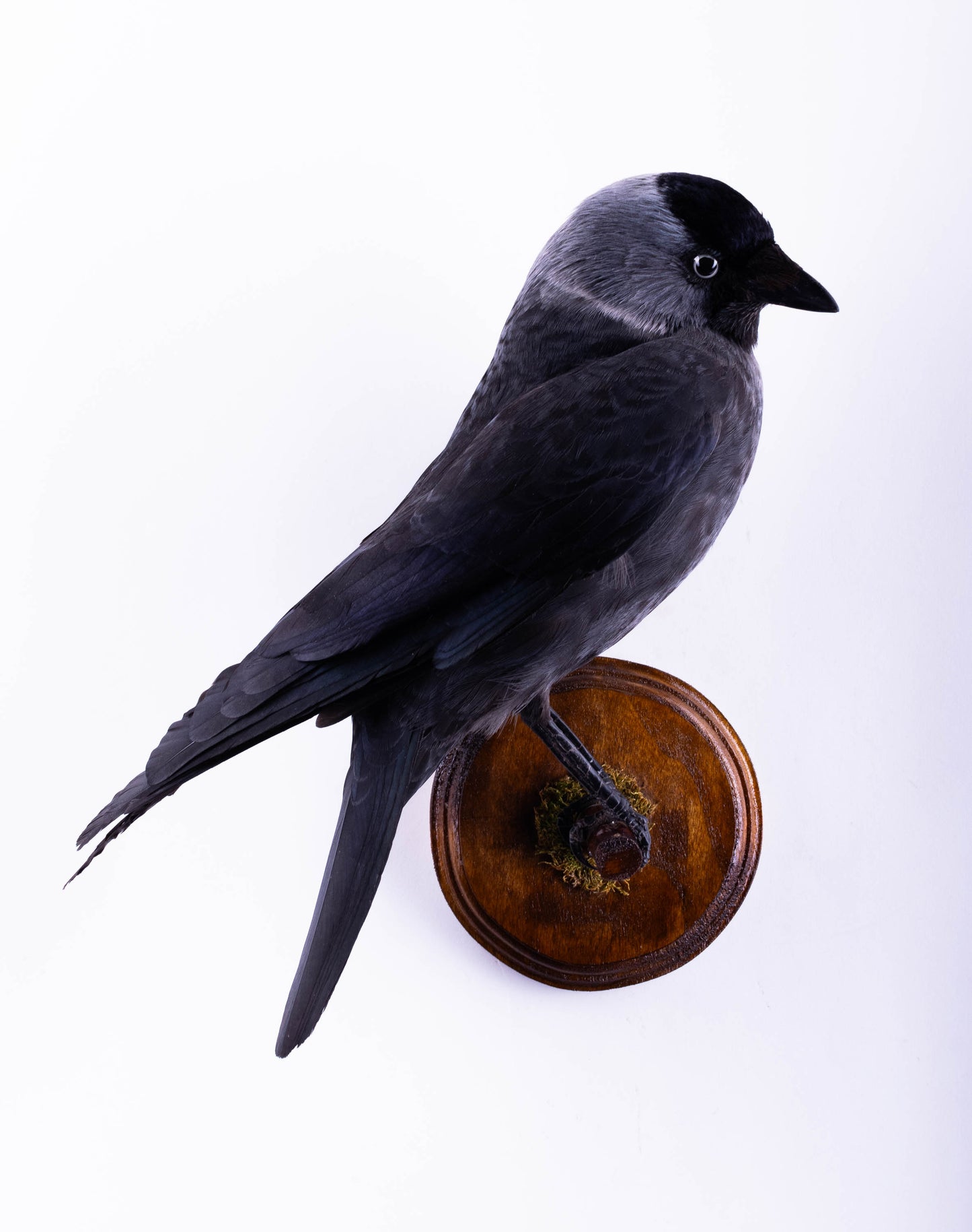 Jackdaw Taxidermy Wall Mount For Sale