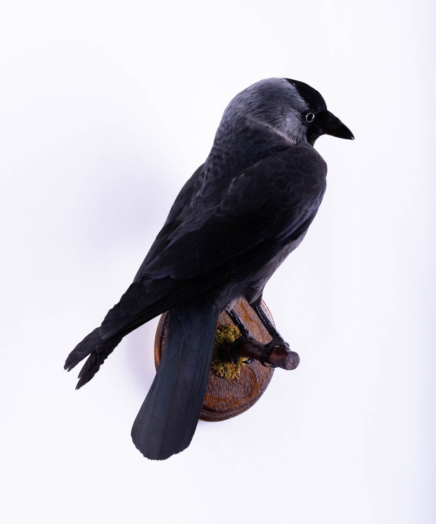 Jackdaw Taxidermy Wall Mount For Sale