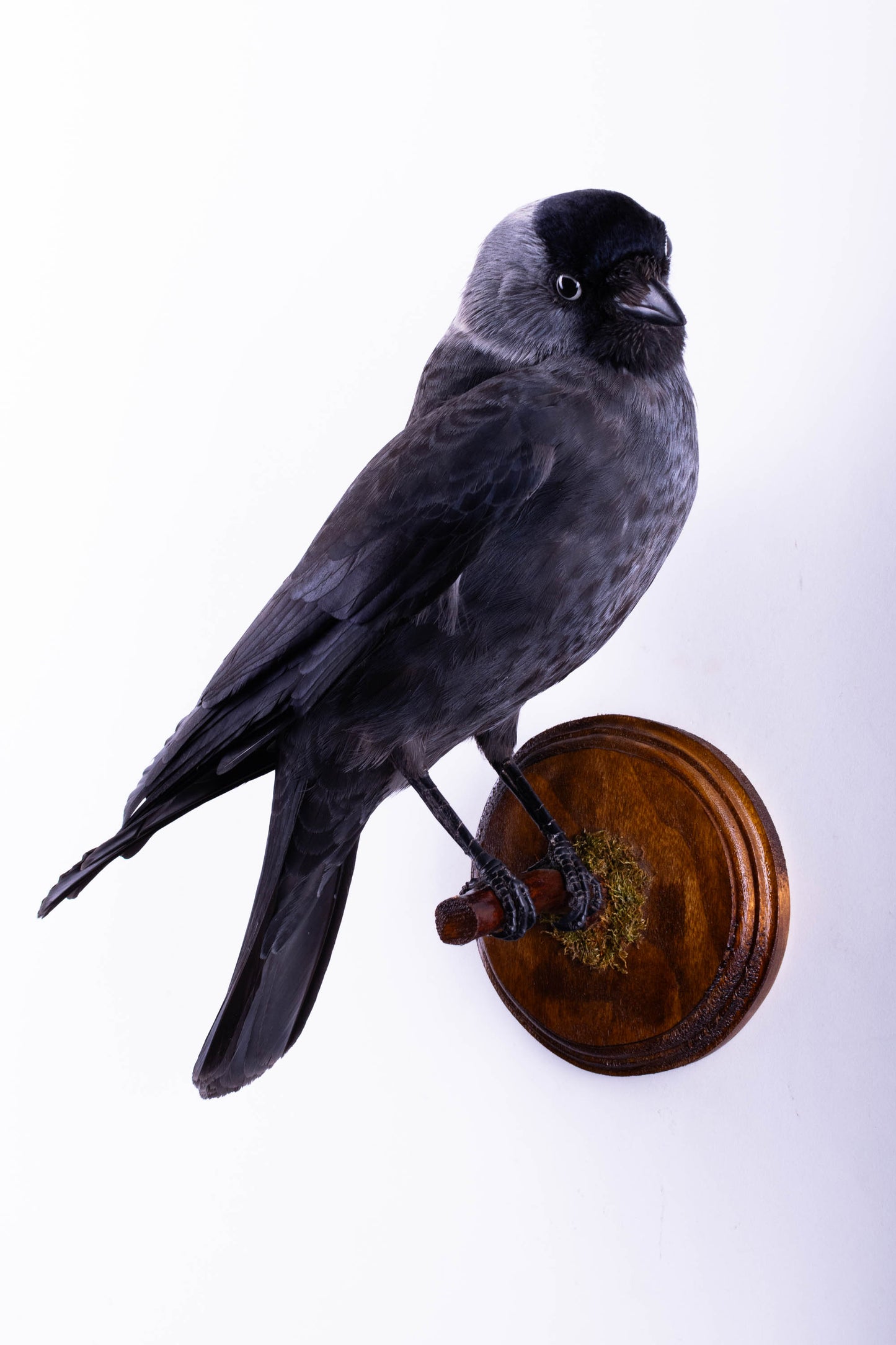 Jackdaw Taxidermy Wall Mount For Sale
