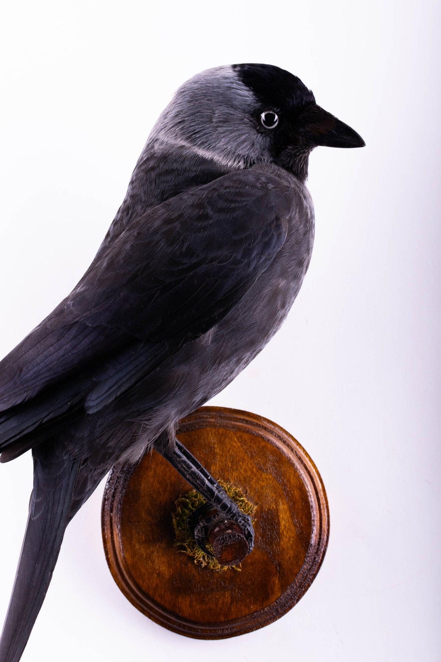 Jackdaw Taxidermy Wall Mount For Sale