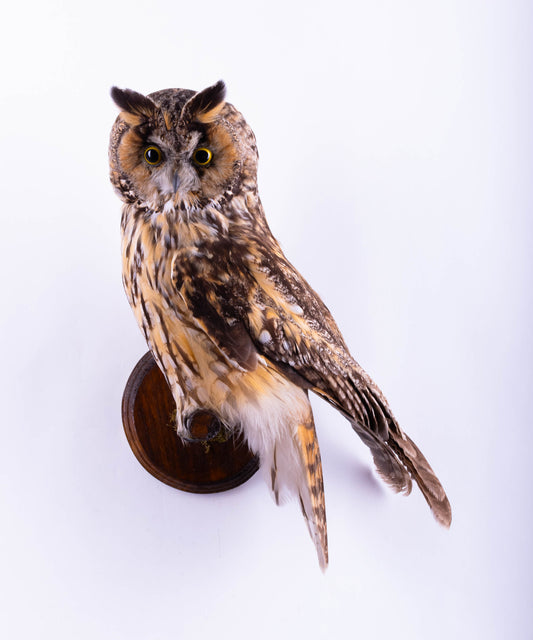 Long-eared Owl Taxidermy Wall Mount For Sale