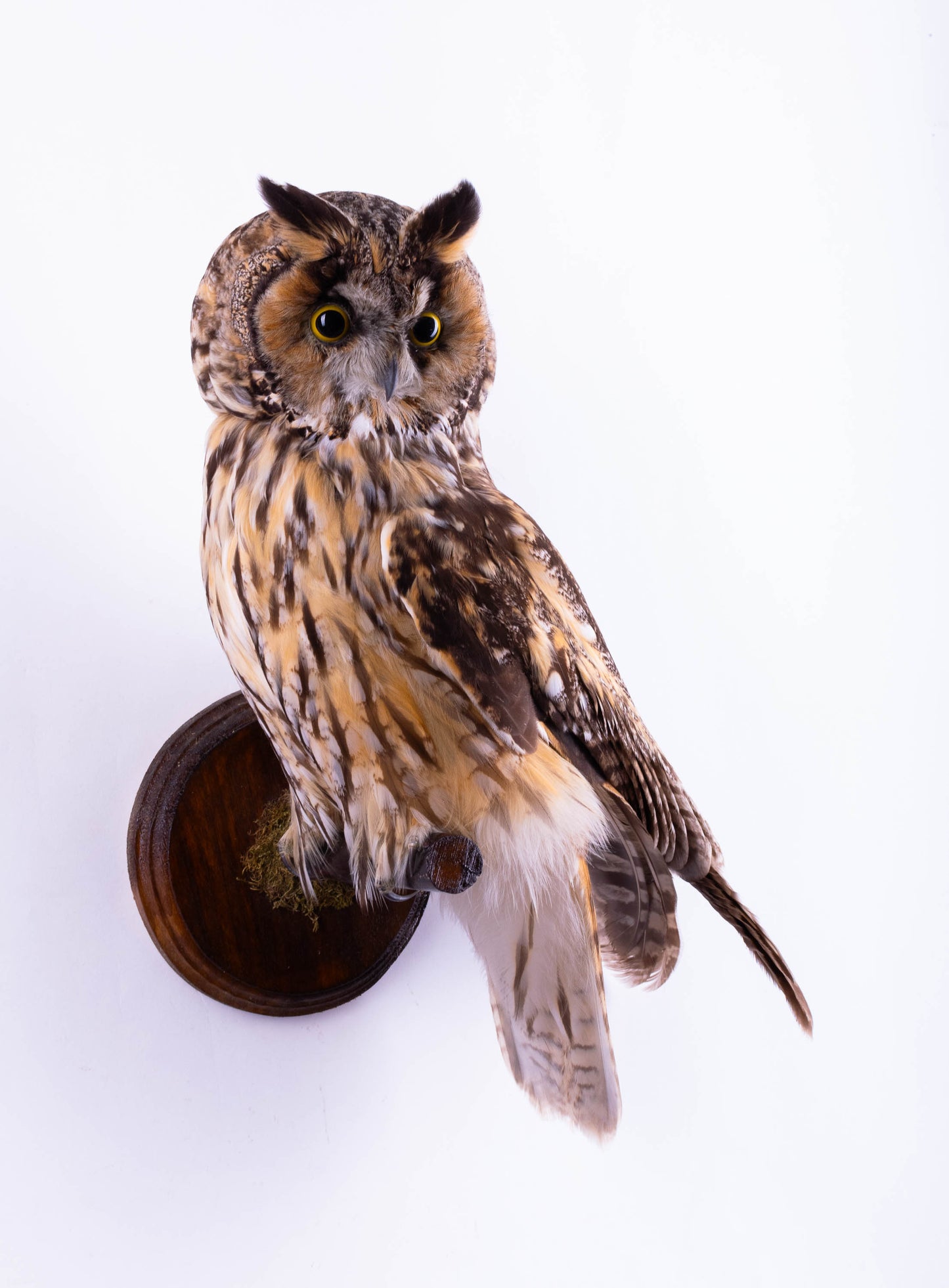 Long-eared Owl Taxidermy Wall Mount For Sale