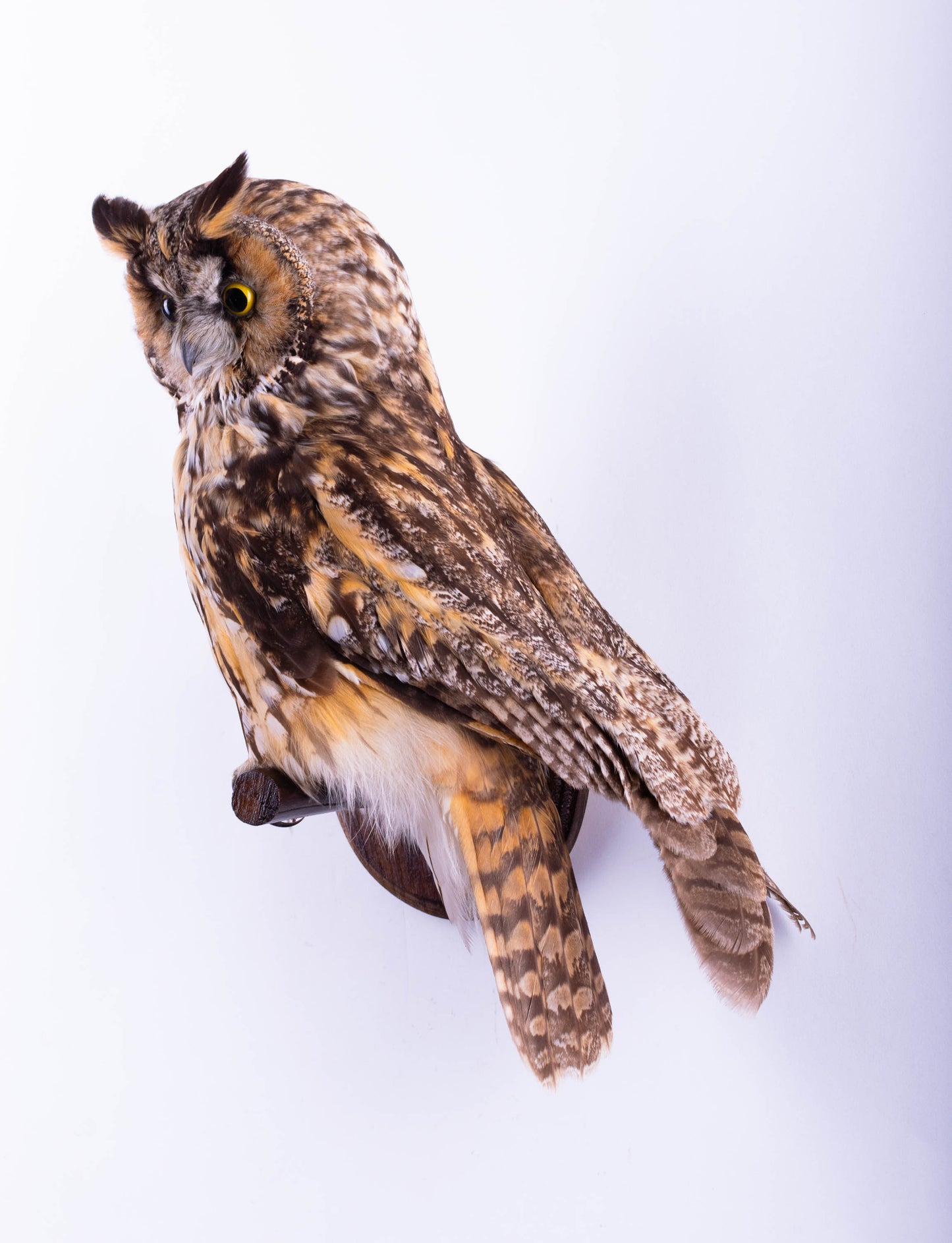 Long-eared Owl Taxidermy Wall Mount For Sale