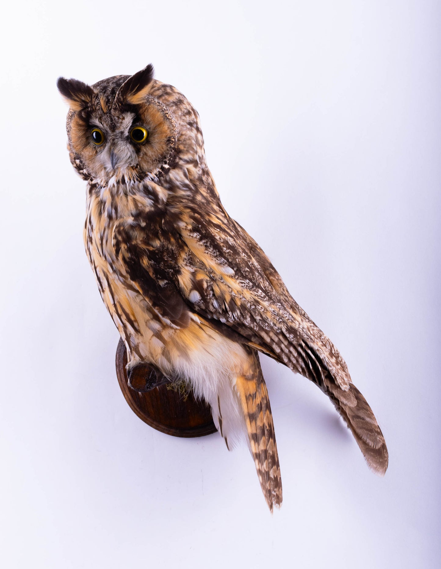 Long-eared Owl Taxidermy Wall Mount For Sale