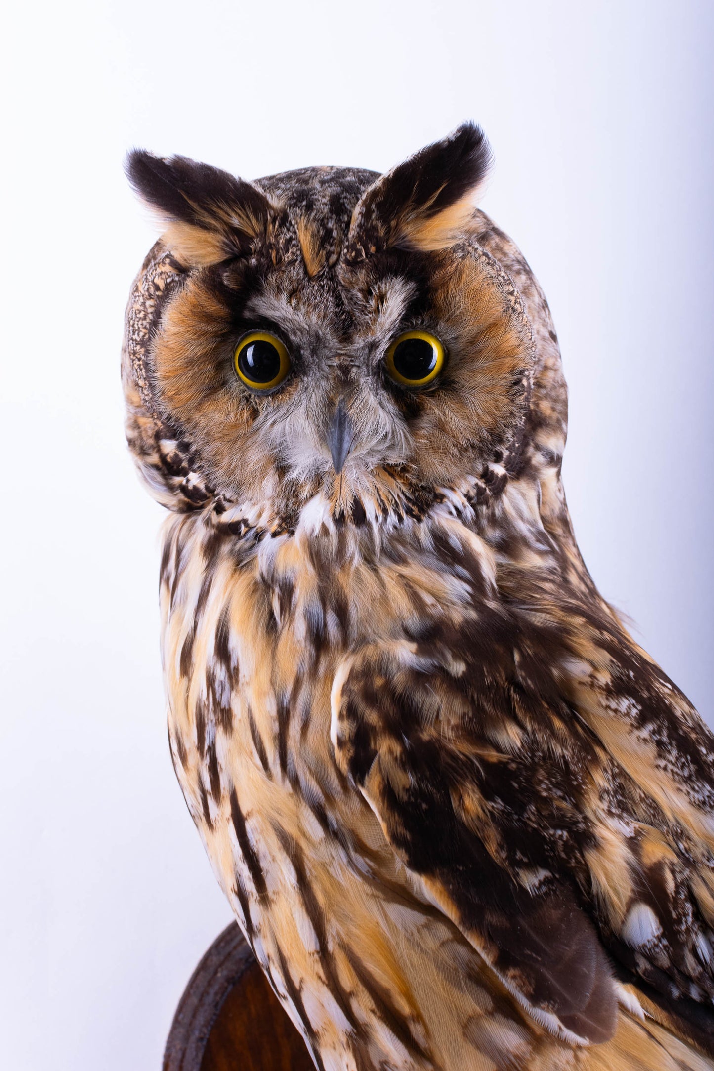 Long-eared Owl Taxidermy Wall Mount For Sale
