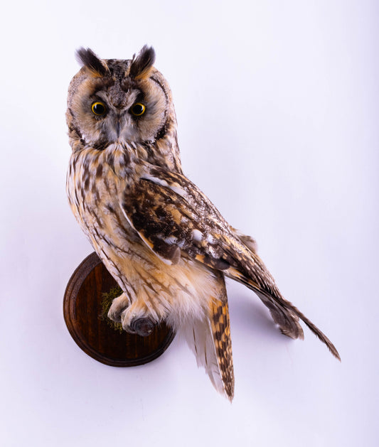 Long-eared Owl Taxidermy Wall Mount For Sale