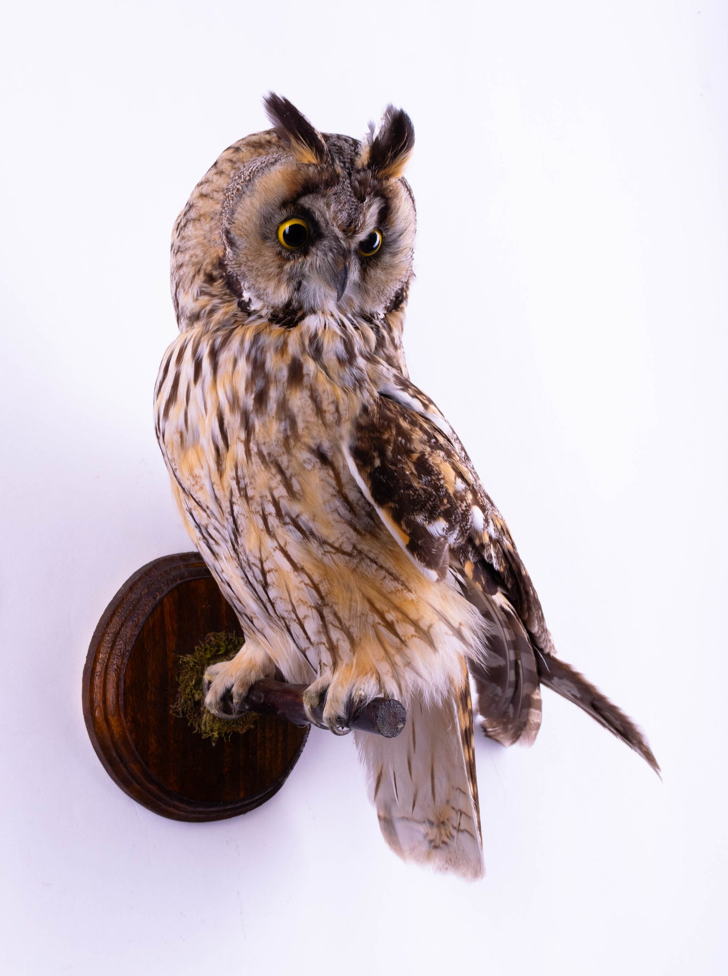 Long-eared Owl Taxidermy Wall Mount For Sale