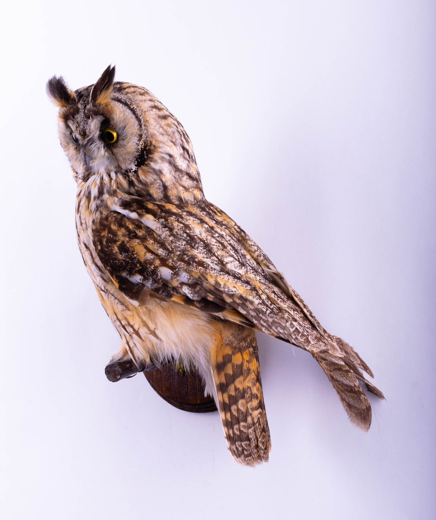Long-eared Owl Taxidermy Wall Mount For Sale