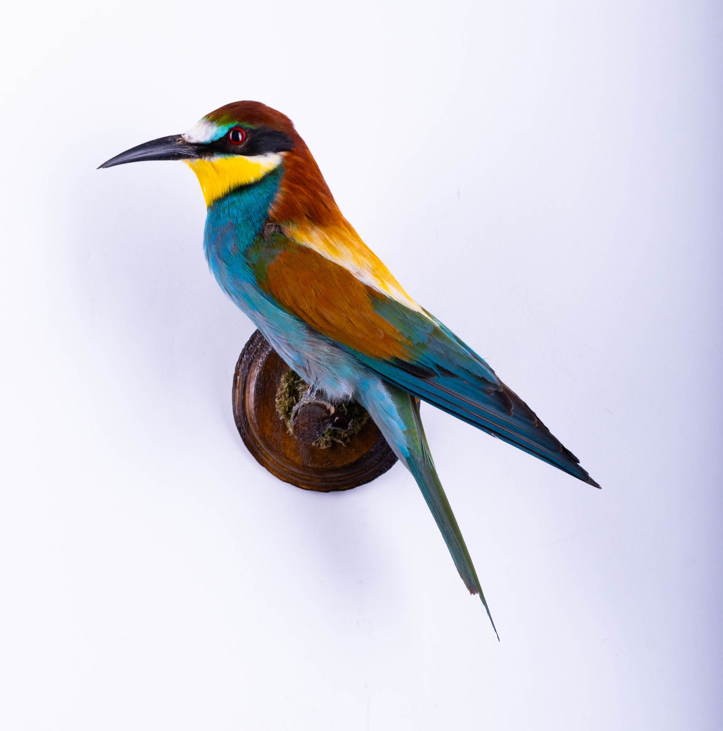 Bee-eater Taxidermy Wall Mount