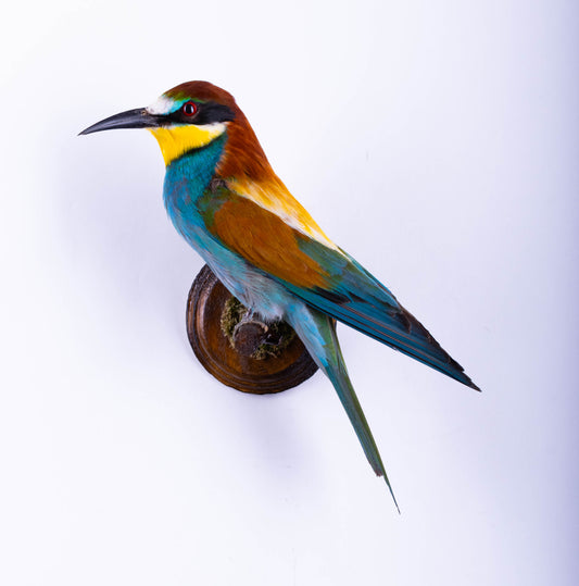Bee-eater Taxidermy Wall Mount