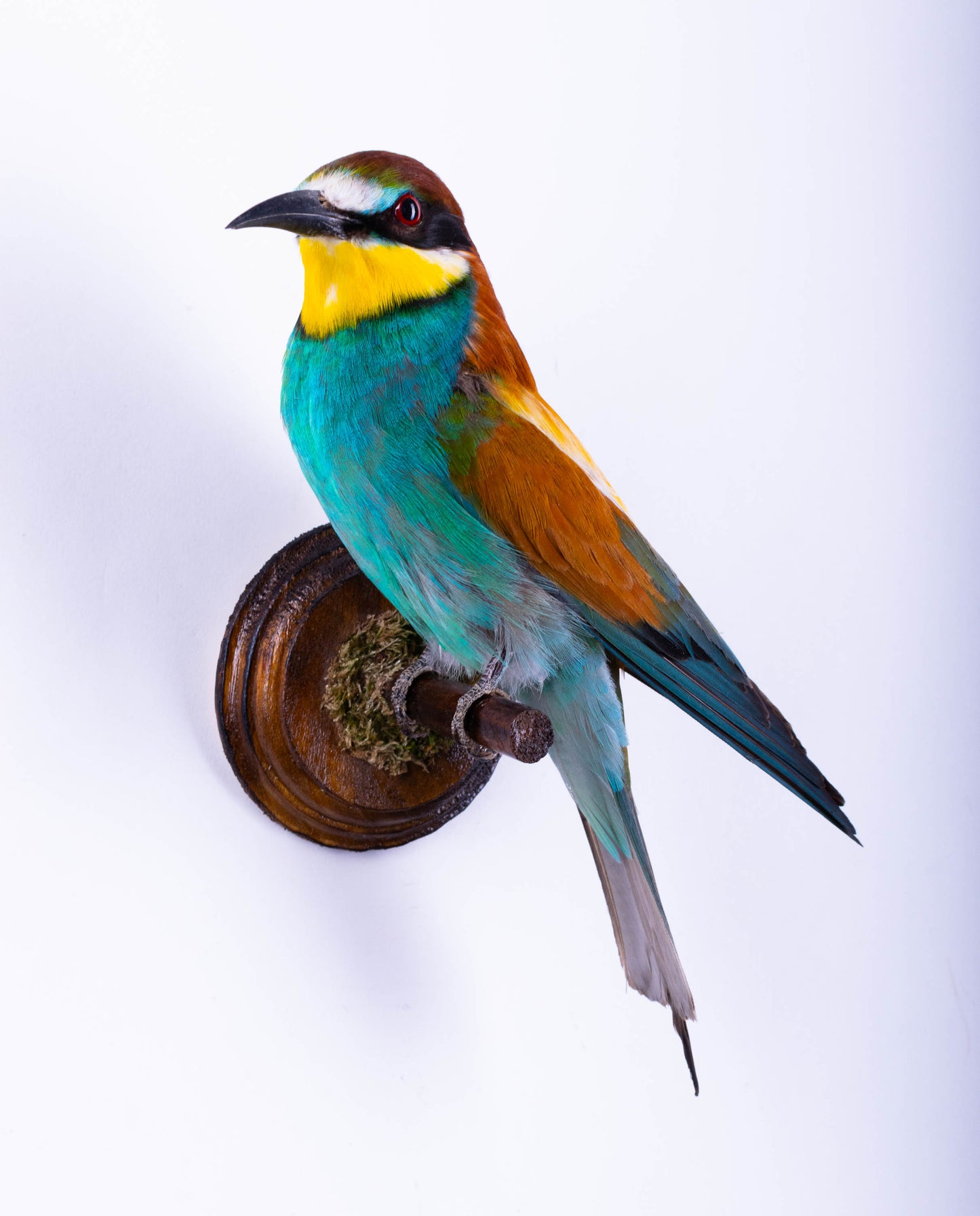 Bee-eater Taxidermy Wall Mount