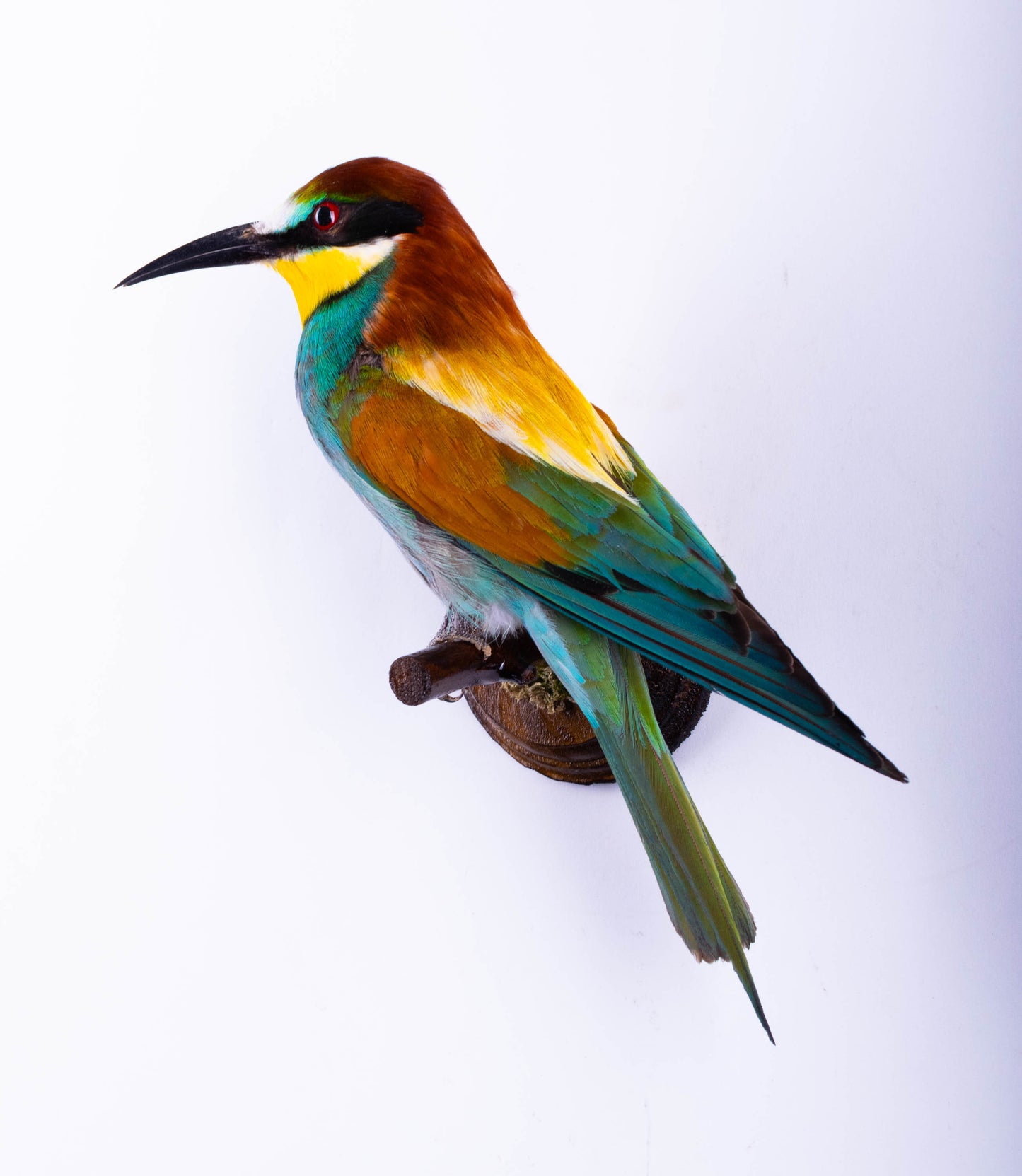 Bee-eater Taxidermy Wall Mount