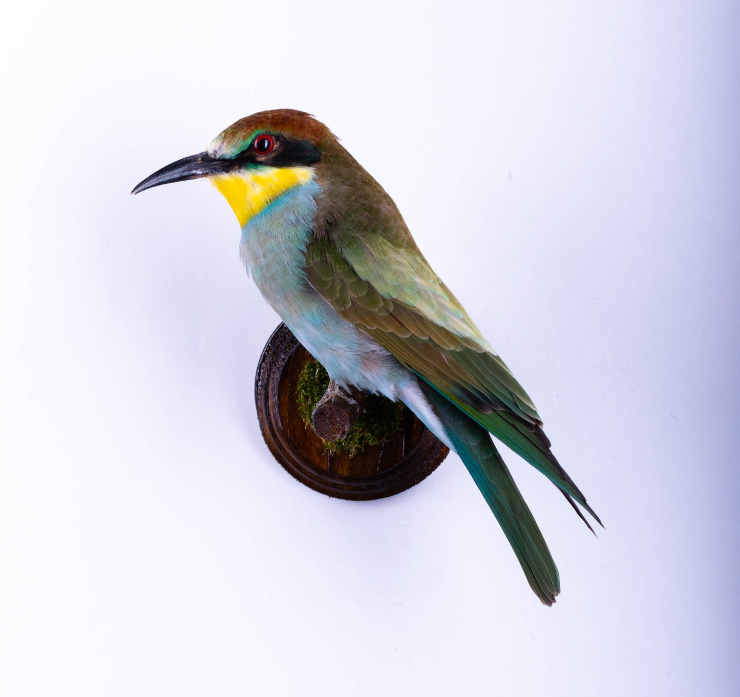 Bee-eater Taxidermy Wall Mount For Sale