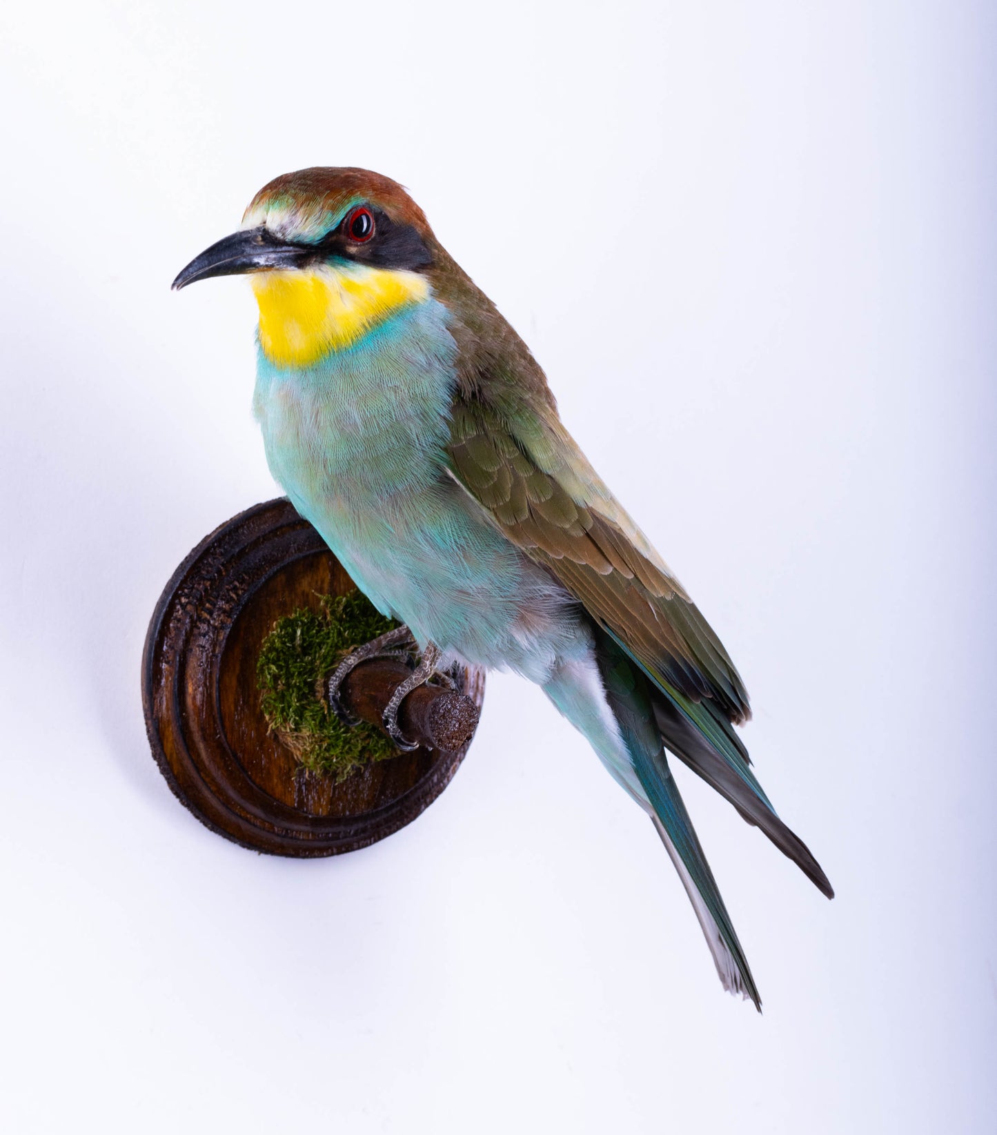 Bee-eater Taxidermy Wall Mount For Sale
