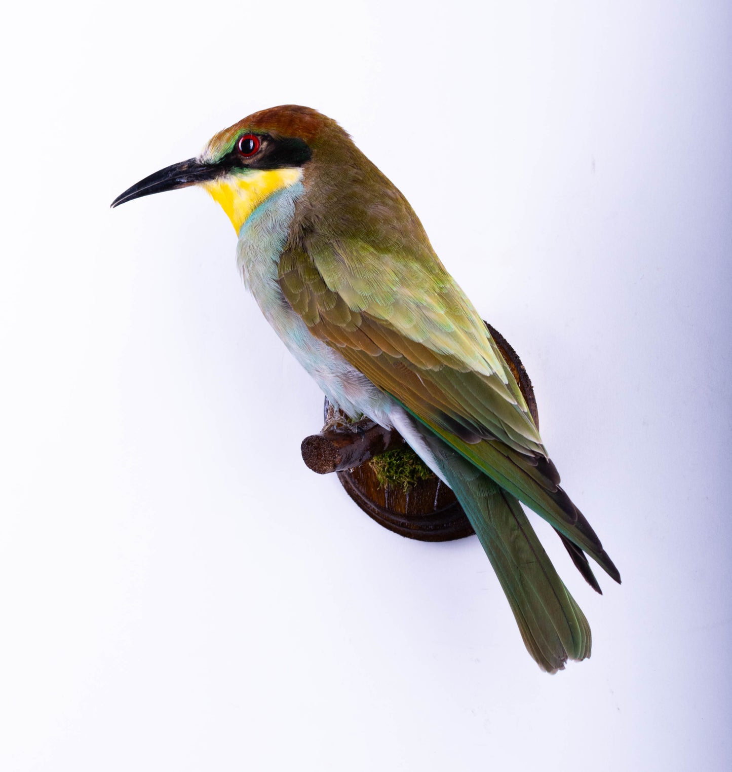 Bee-eater Taxidermy Wall Mount For Sale