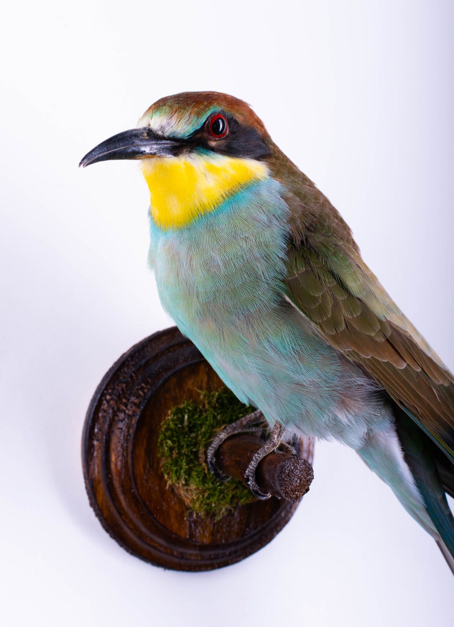 Bee-eater Taxidermy Wall Mount For Sale