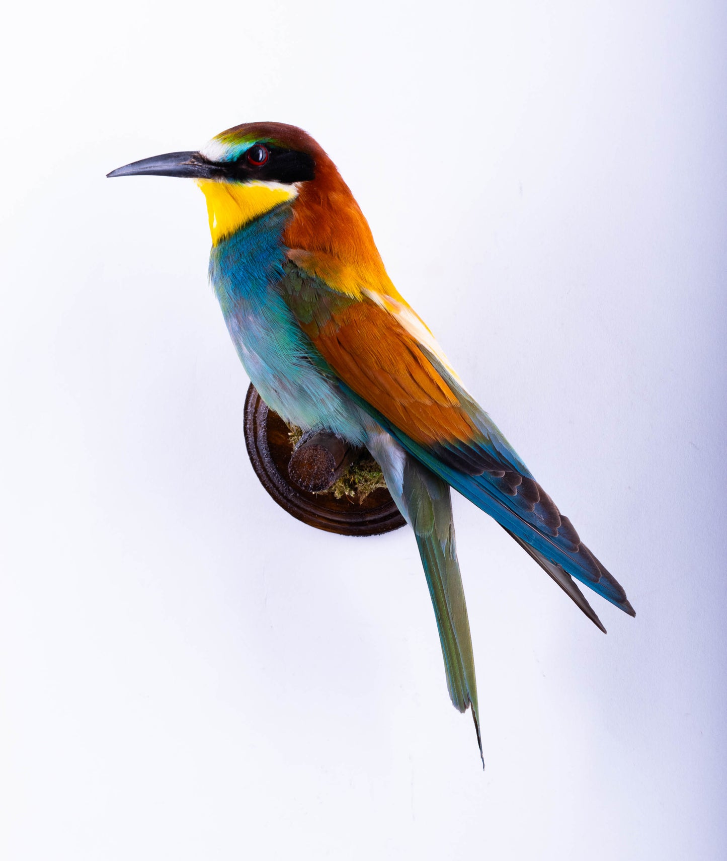 Bee-eater Taxidermy Wall Mount For Sale