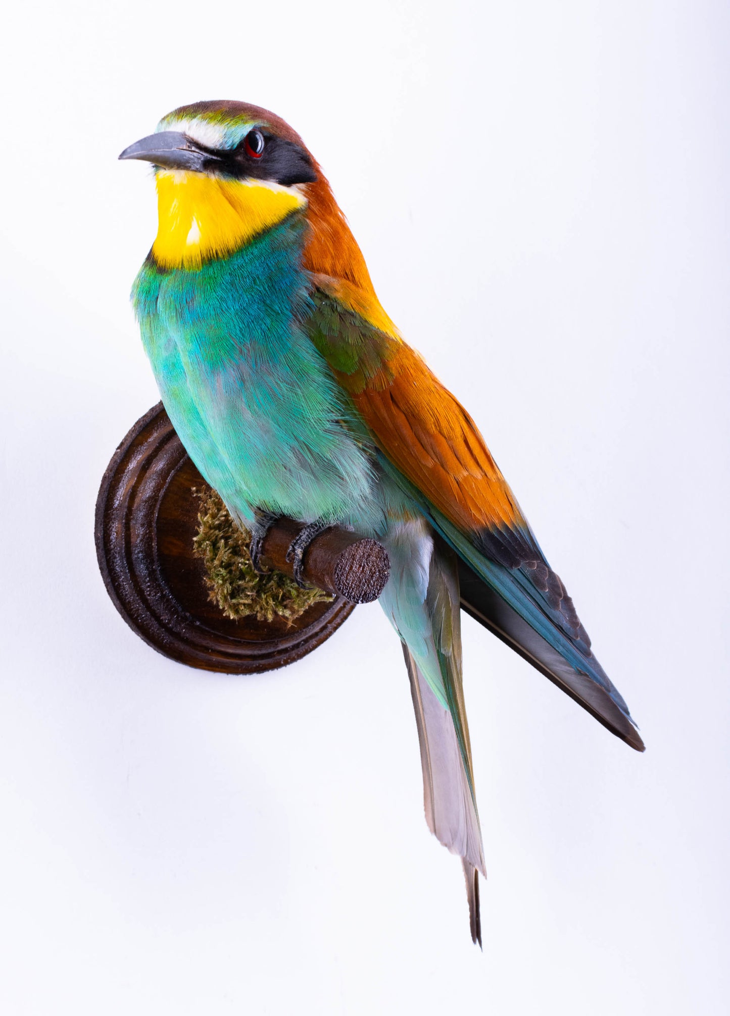 Bee-eater Taxidermy Wall Mount For Sale