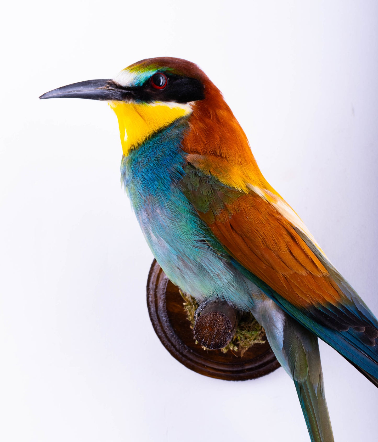 Bee-eater Taxidermy Wall Mount For Sale