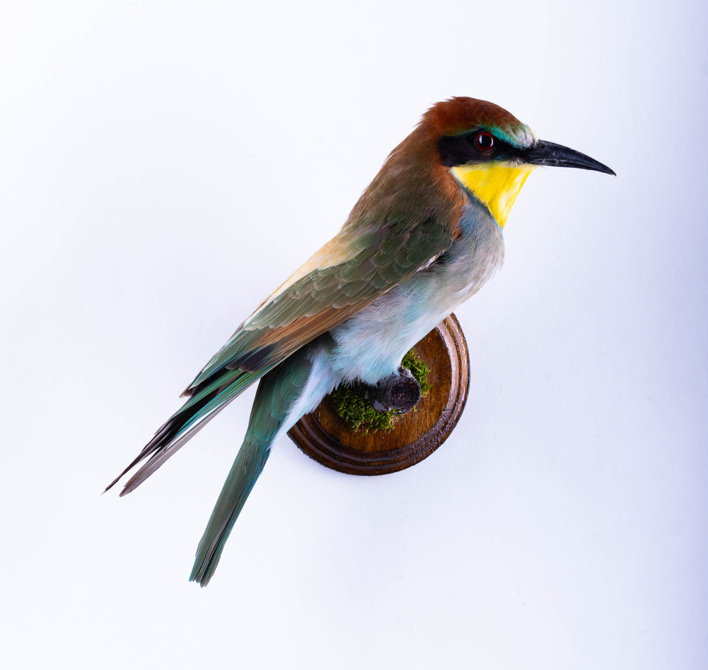 Bee-eater Taxidermy Wall Mount For Sale