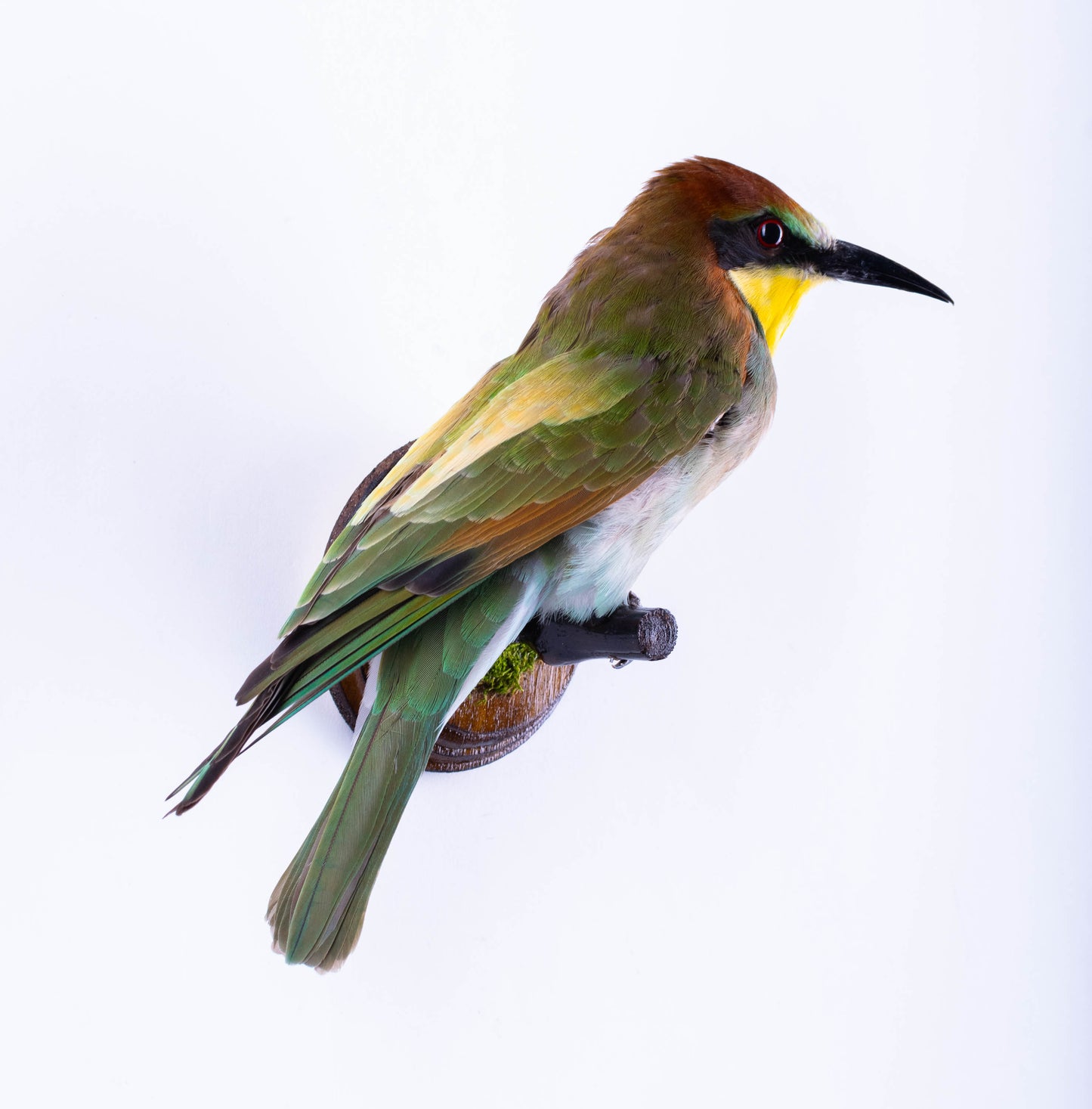 Bee-eater Taxidermy Wall Mount For Sale
