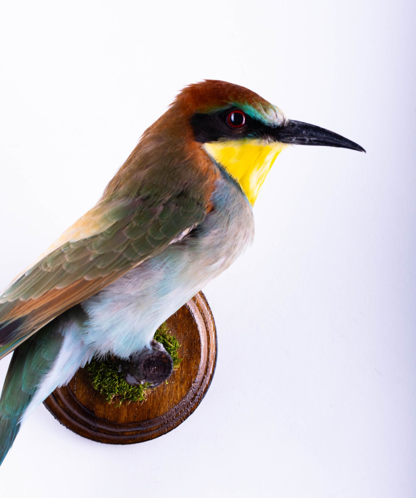 Bee-eater Taxidermy Wall Mount For Sale