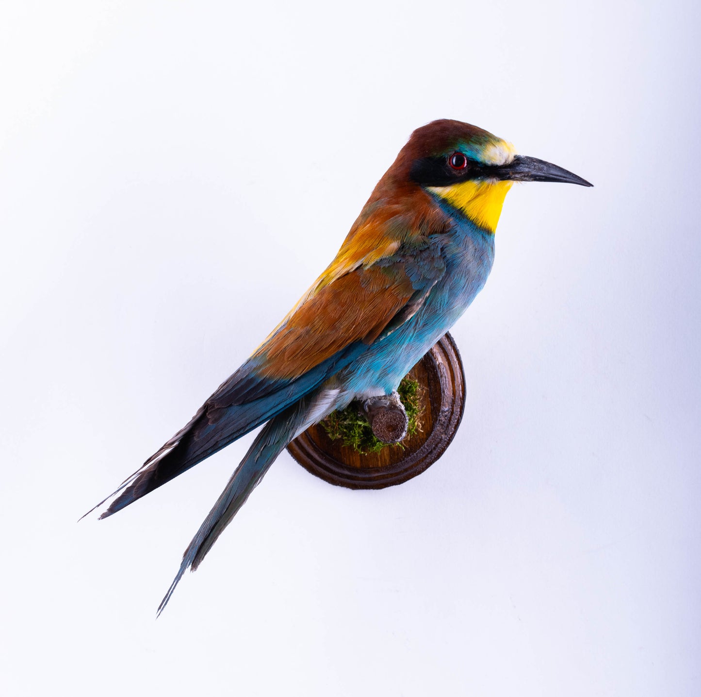 Bee-eater Taxidermy Wall Mount For Sale