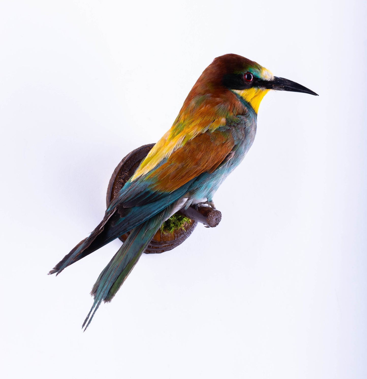 Bee-eater Taxidermy Wall Mount For Sale