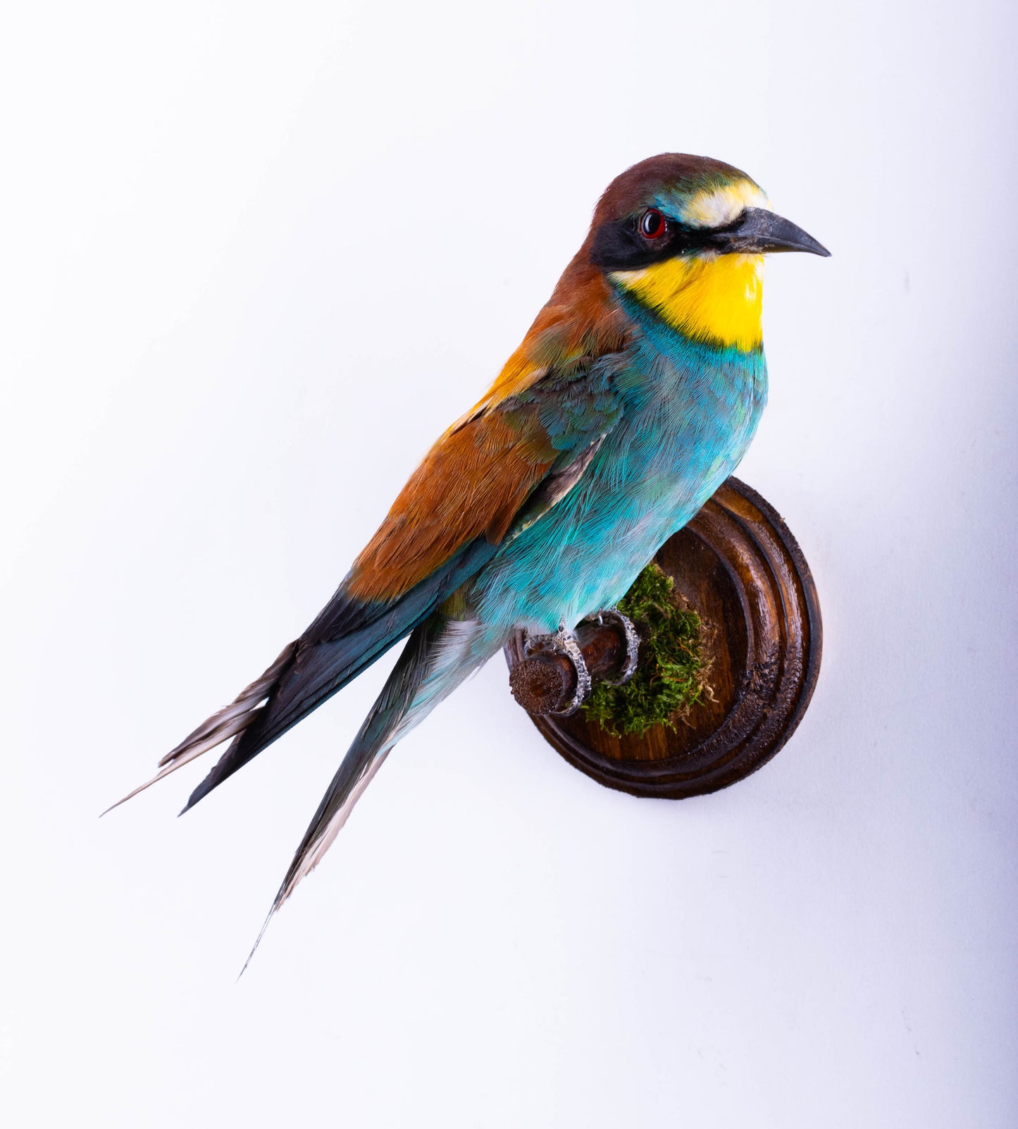 Bee-eater Taxidermy Wall Mount For Sale