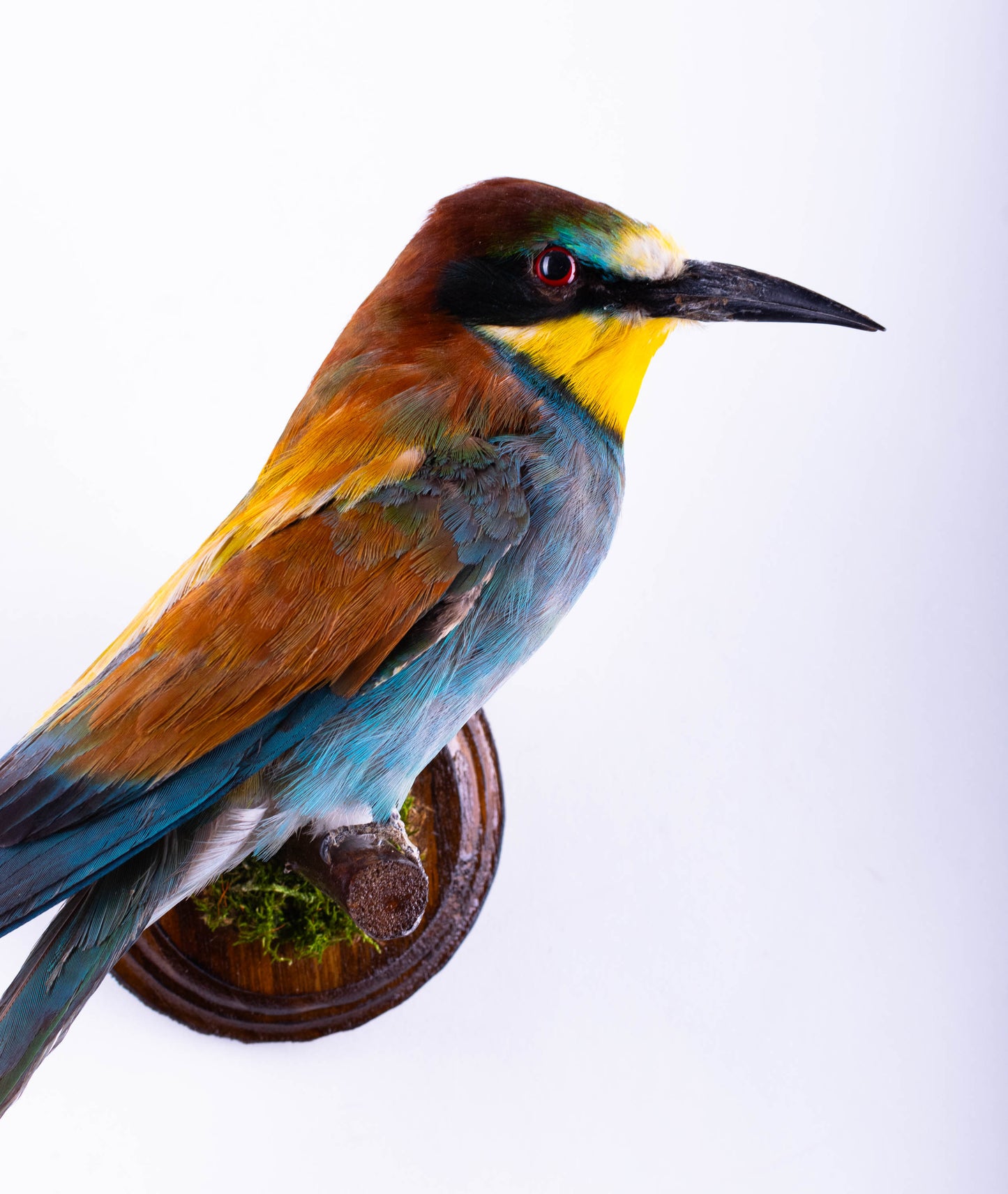 Bee-eater Taxidermy Wall Mount For Sale
