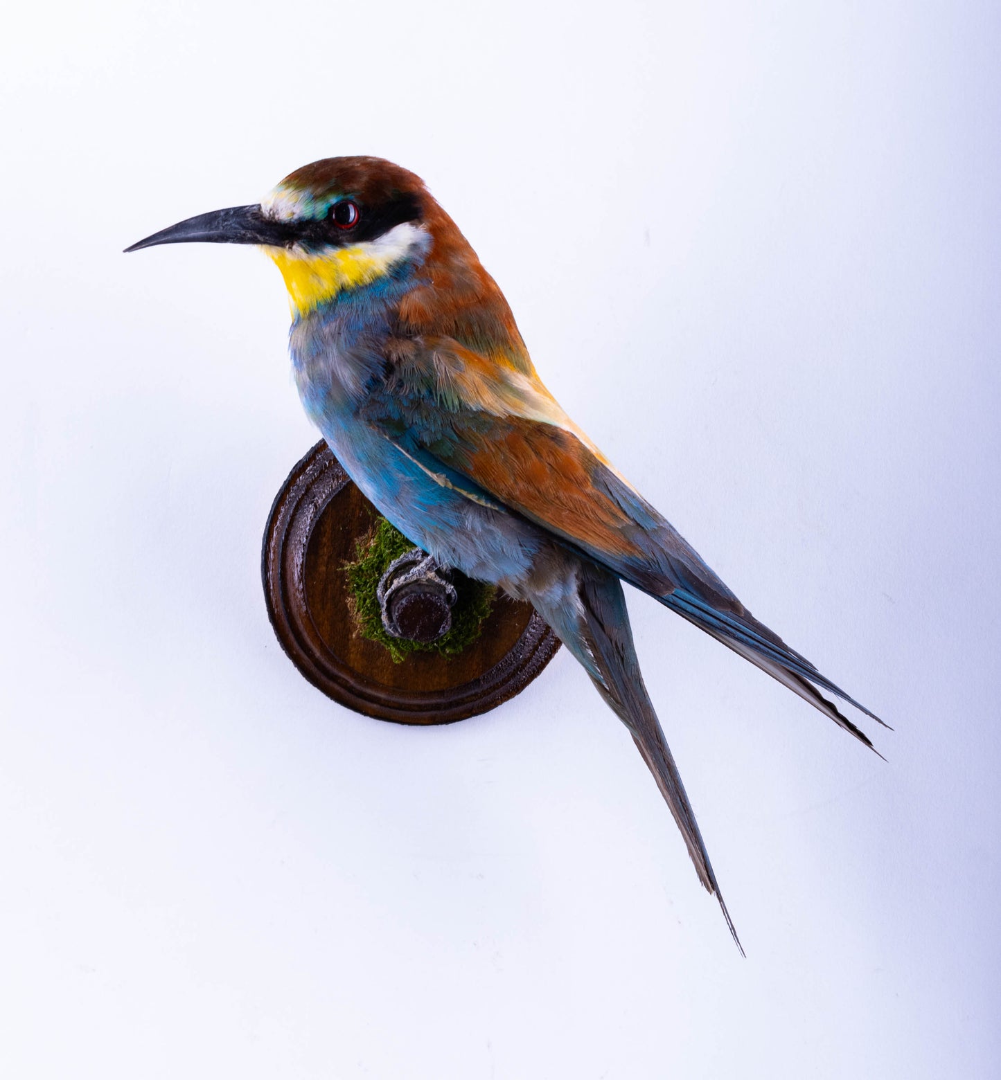 Taxidermy Wall Mount Bee-eater
