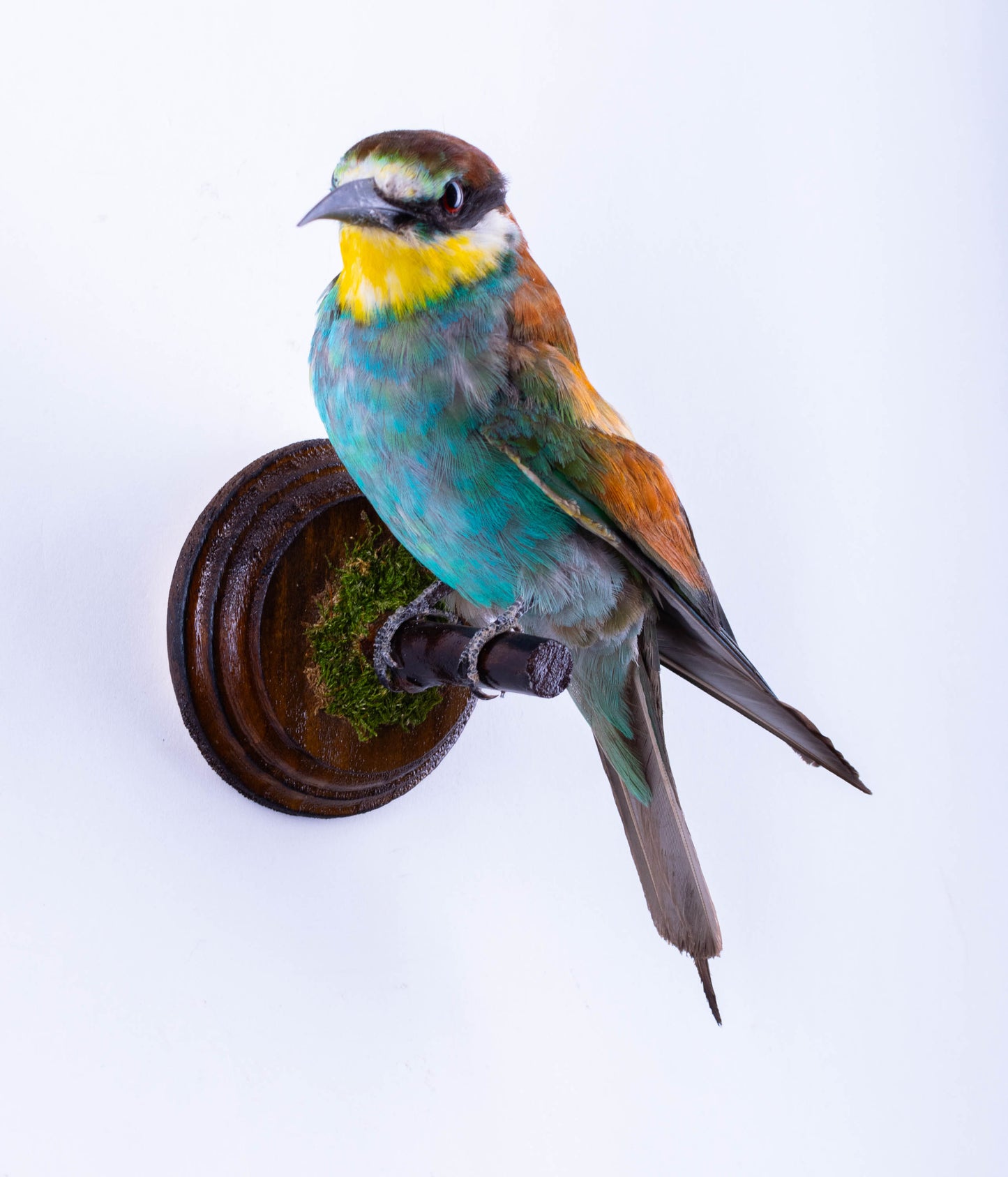 Taxidermy Wall Mount Bee-eater