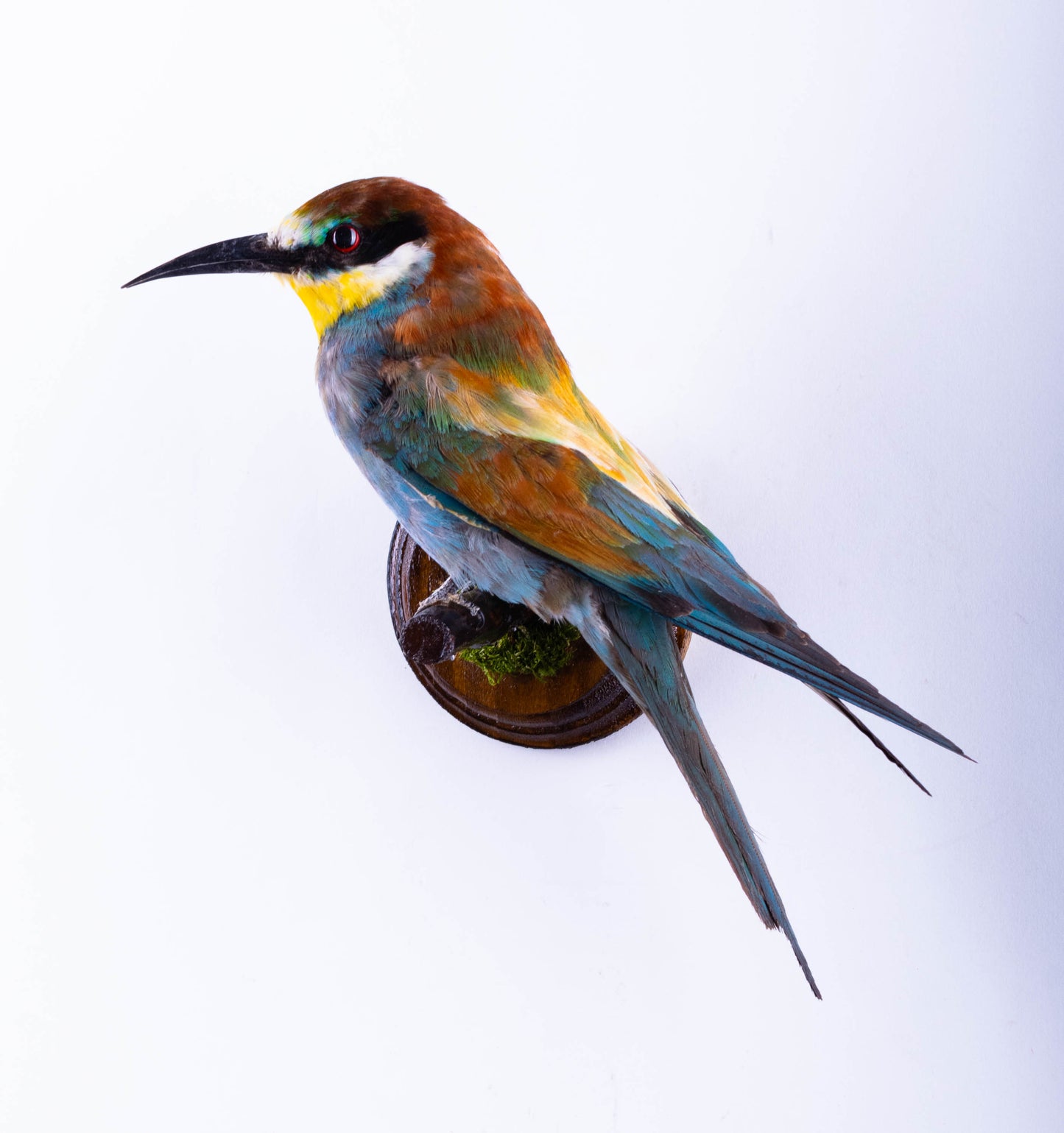 Taxidermy Wall Mount Bee-eater