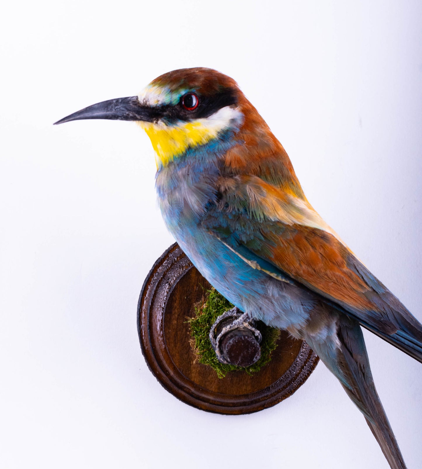Taxidermy Wall Mount Bee-eater