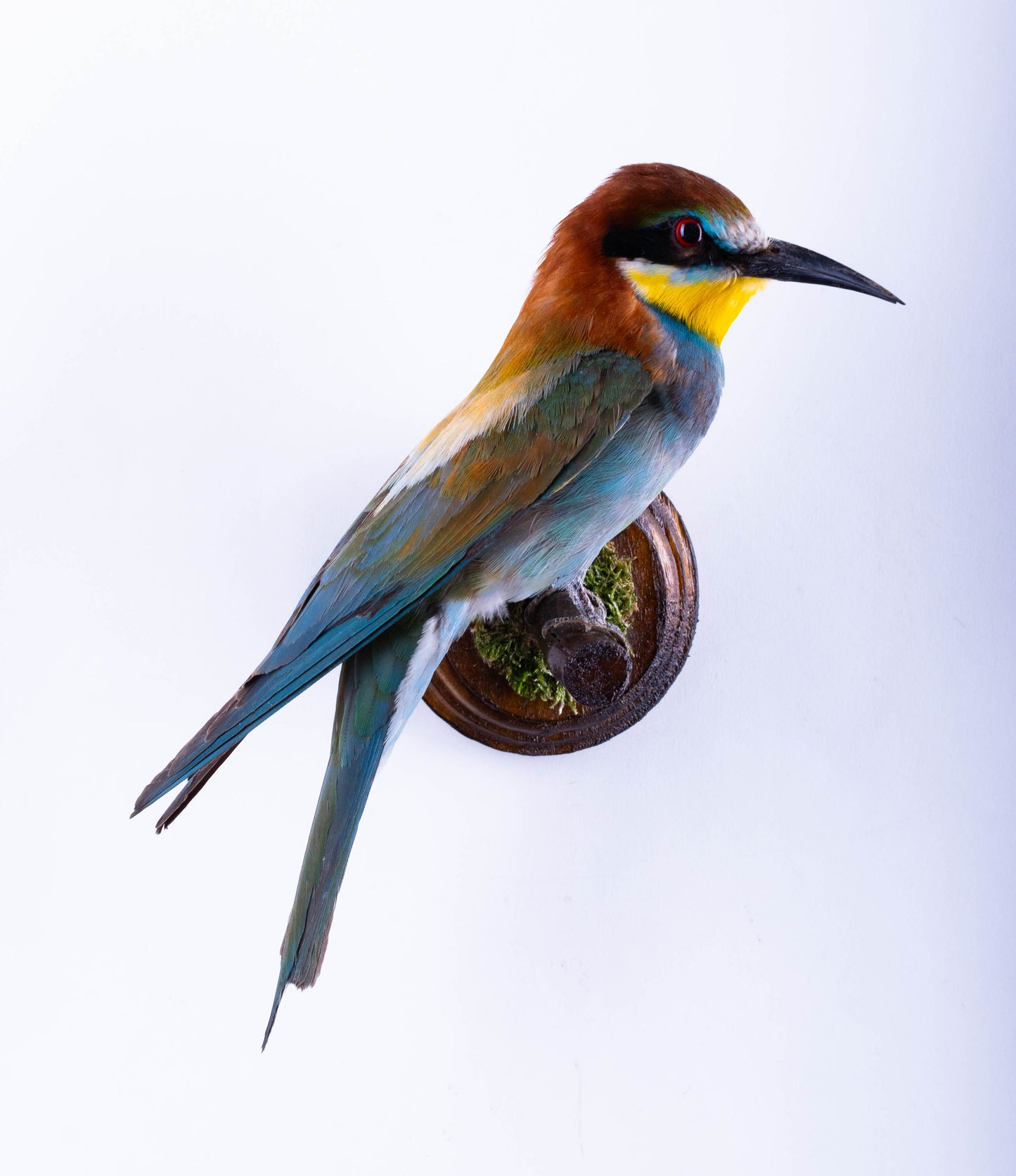 Bee-eater Taxidermy Wall Mount