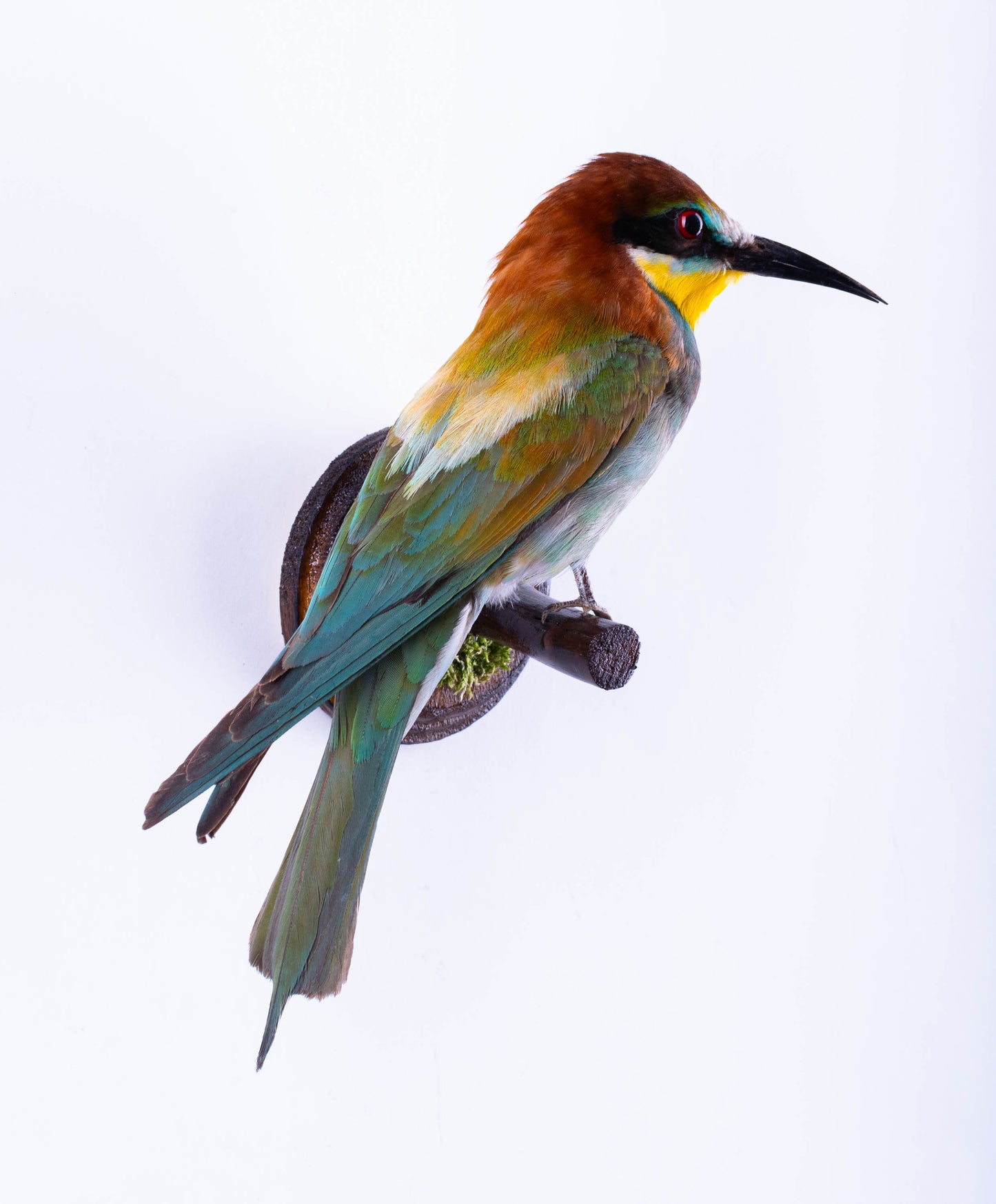 Bee-eater Taxidermy Wall Mount