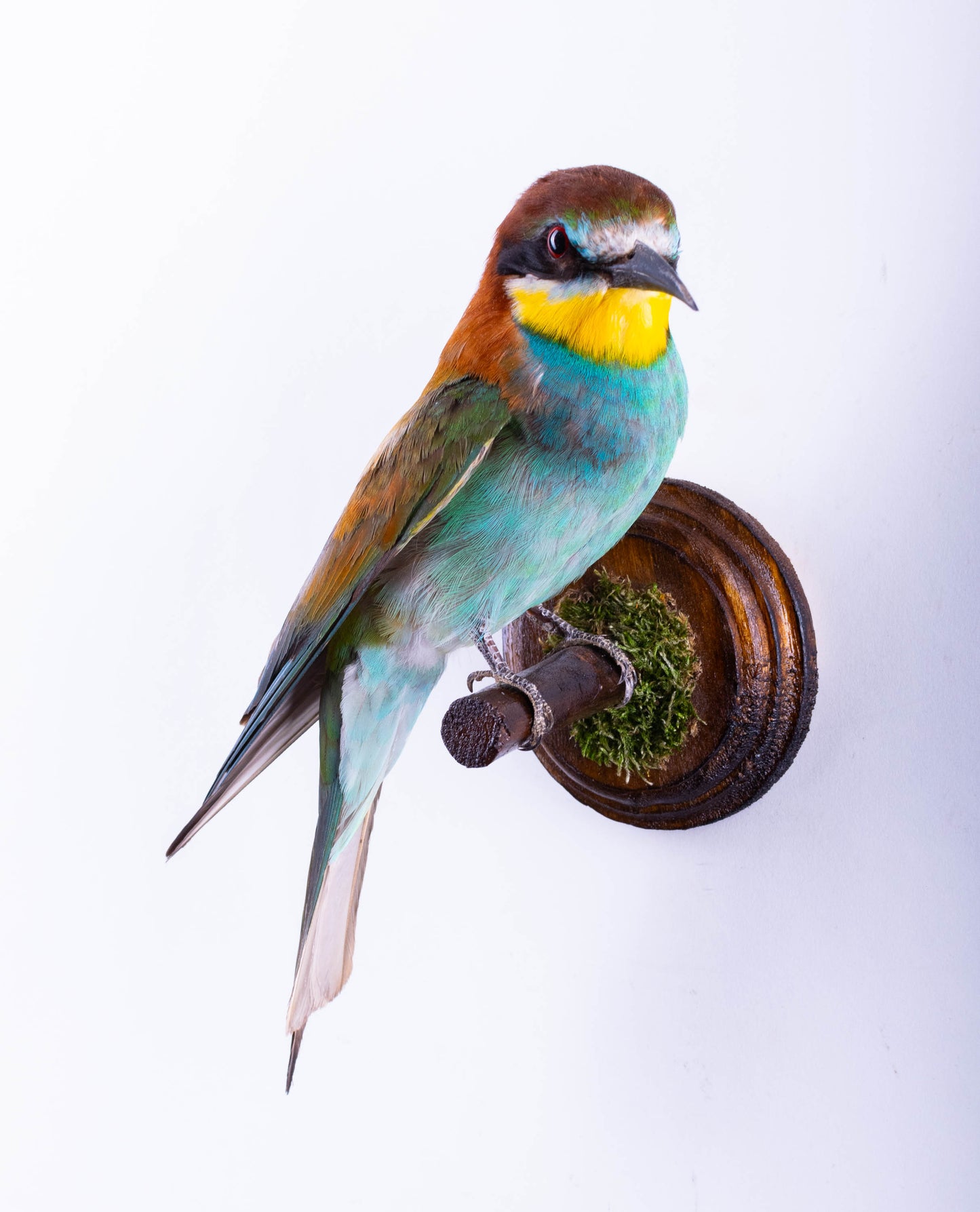 Bee-eater Taxidermy Wall Mount