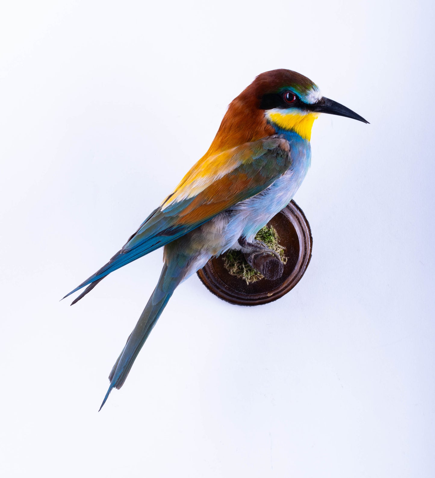 Bee-eater Taxidermy Wall Mount For Sale