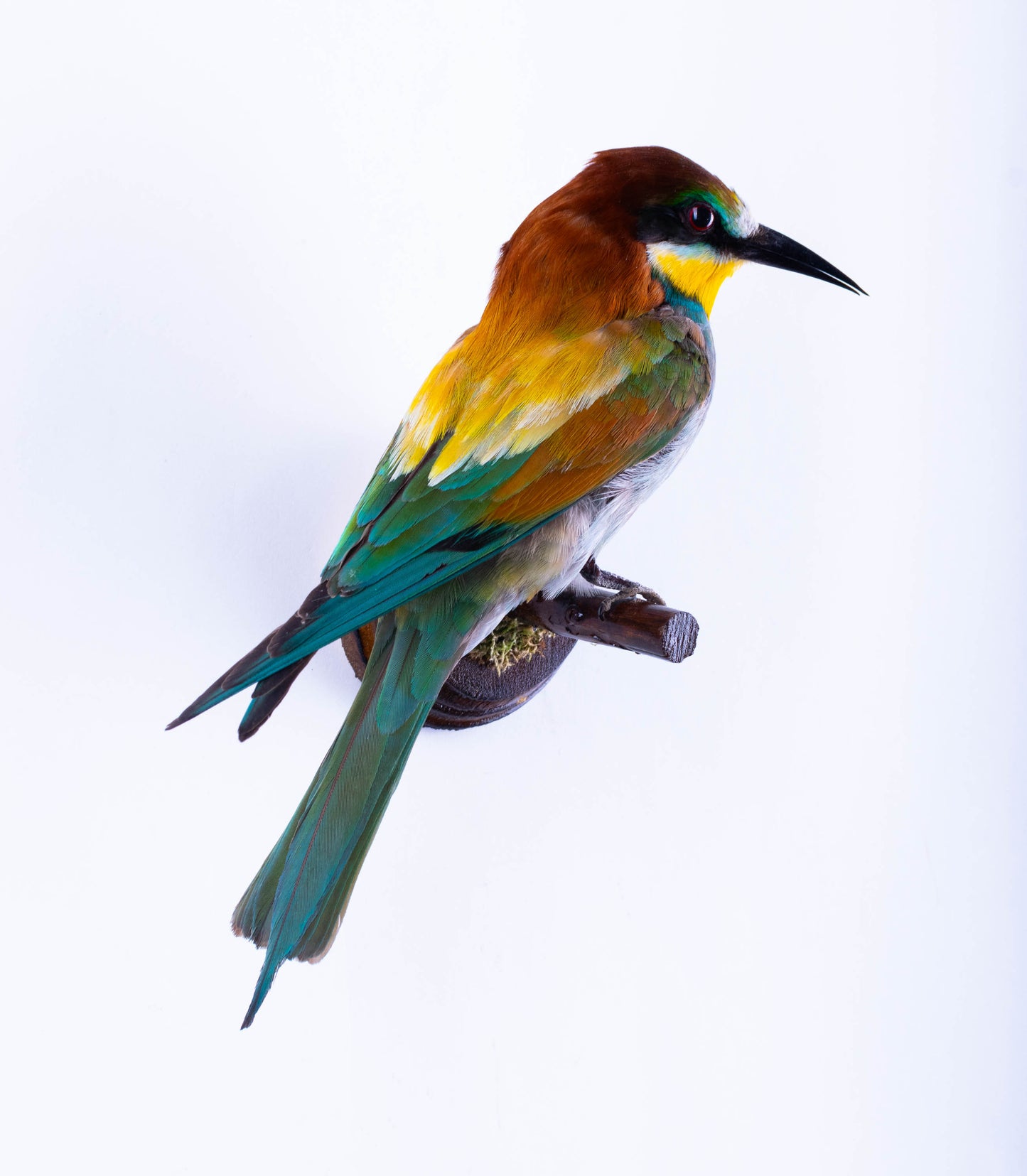 Bee-eater Taxidermy Wall Mount For Sale