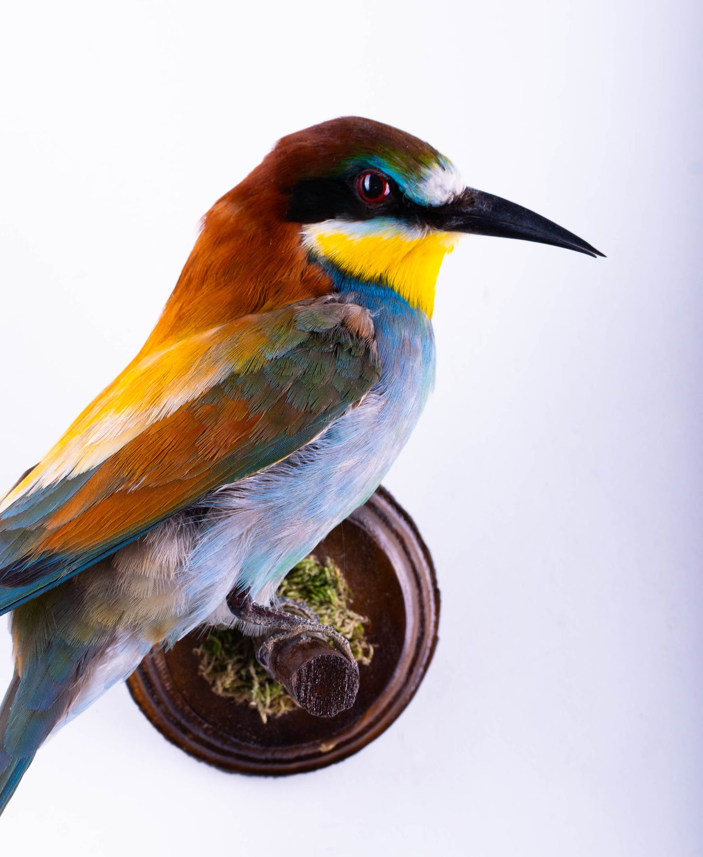 Bee-eater Taxidermy Wall Mount For Sale